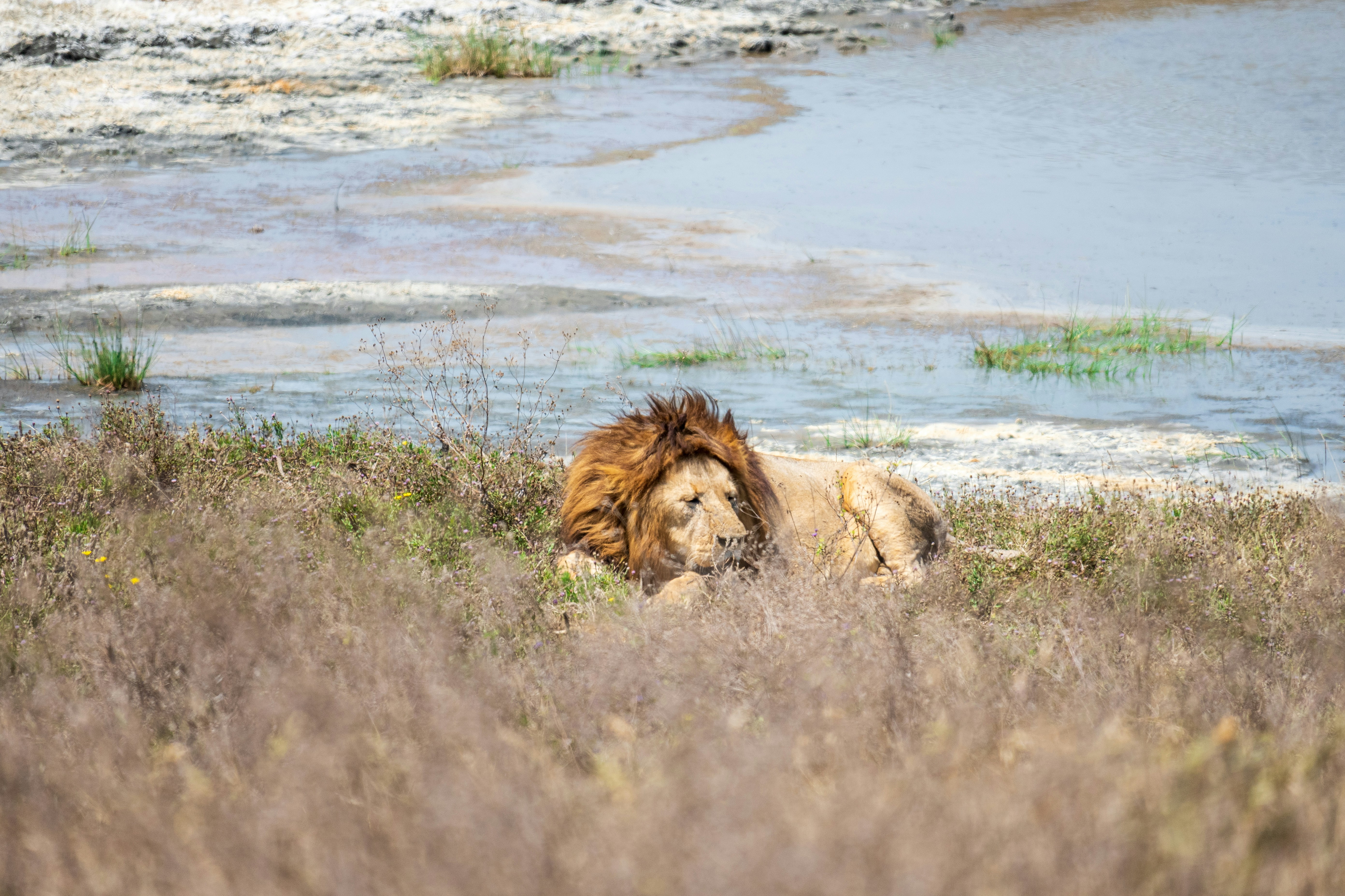 Un león acostado en un campo junto a un cuerpo de agua
