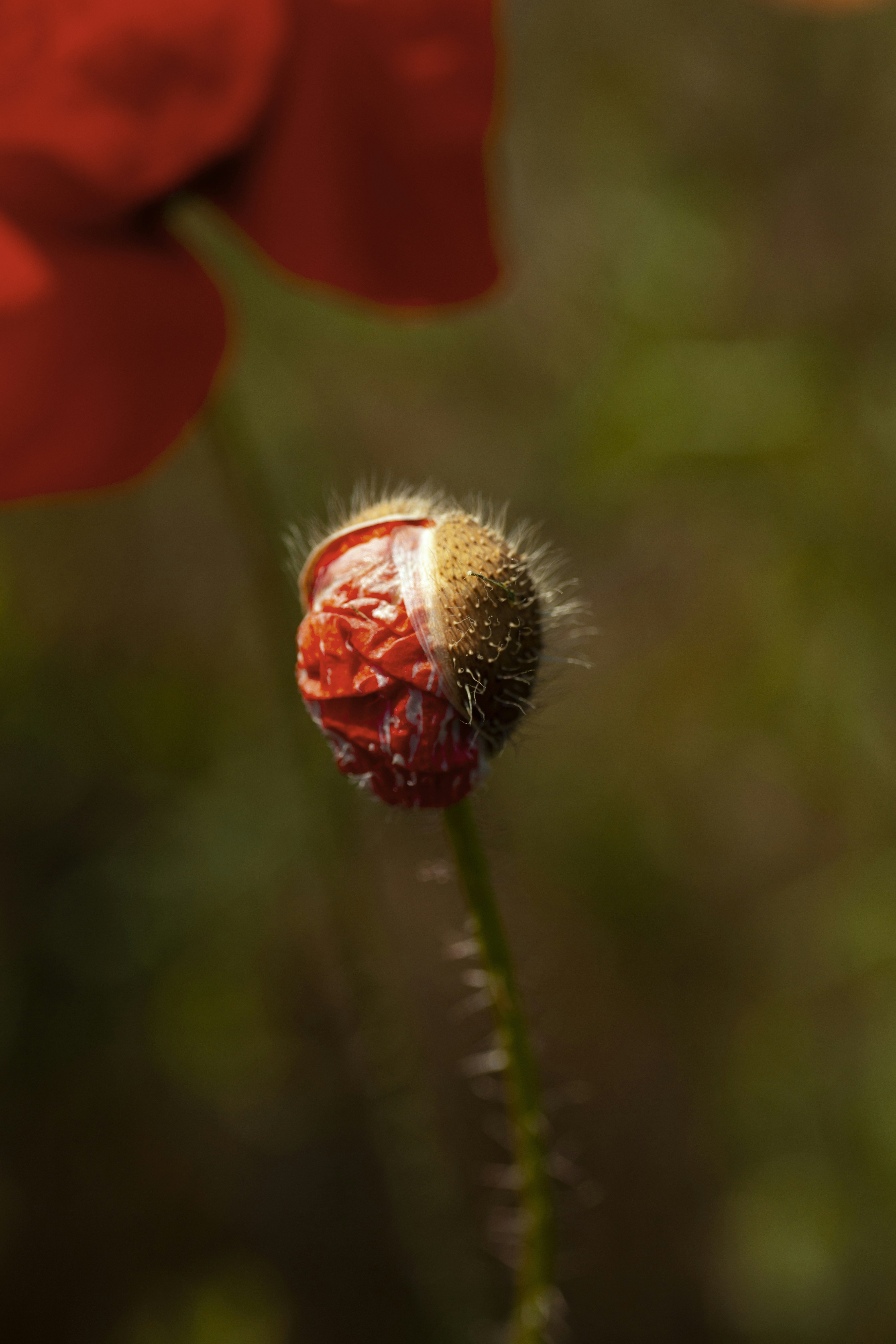 A close up of a flower with a blurry background