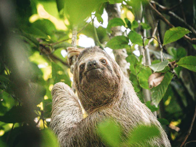 Three-toed Sloth