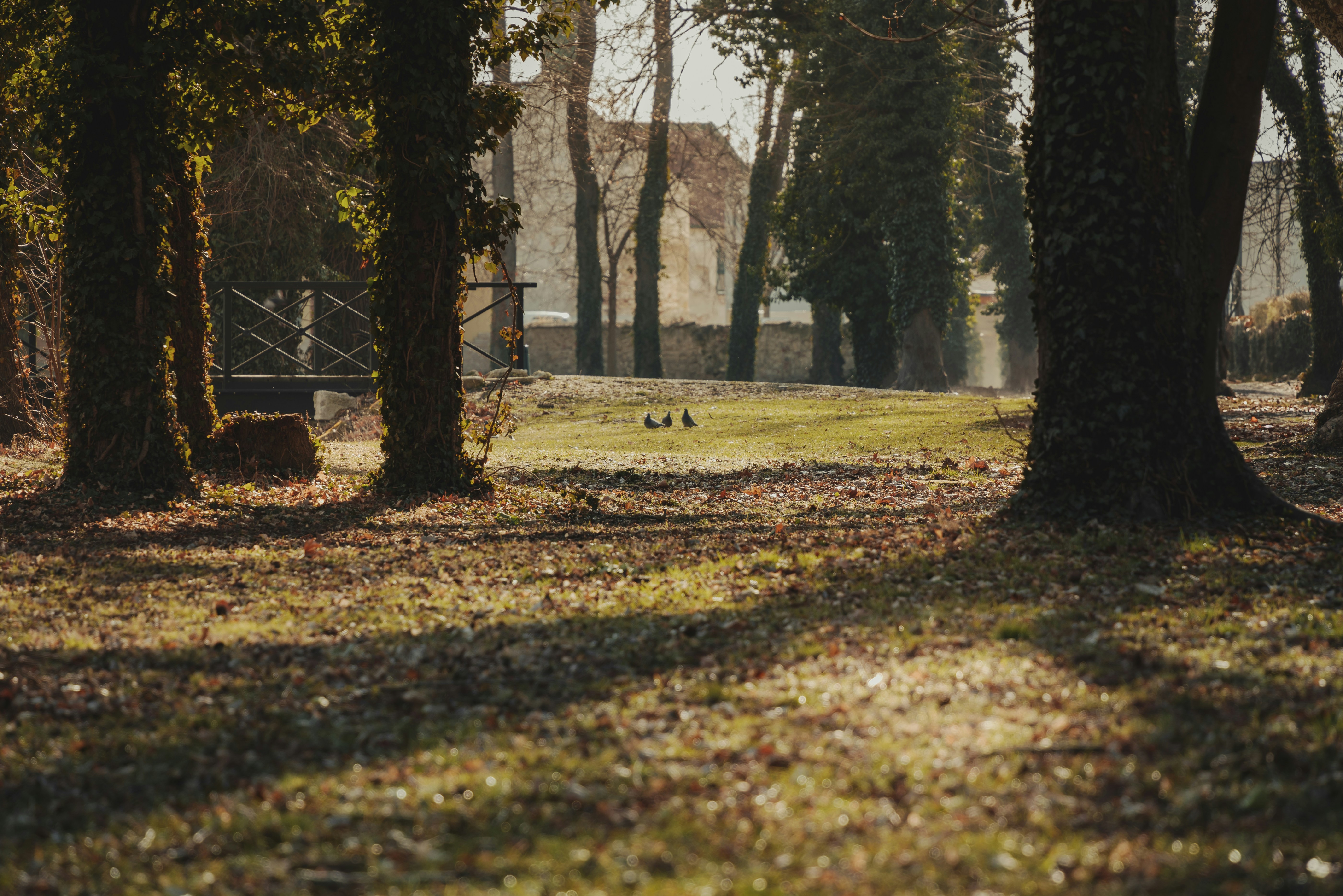 Photo by pino_rumbero