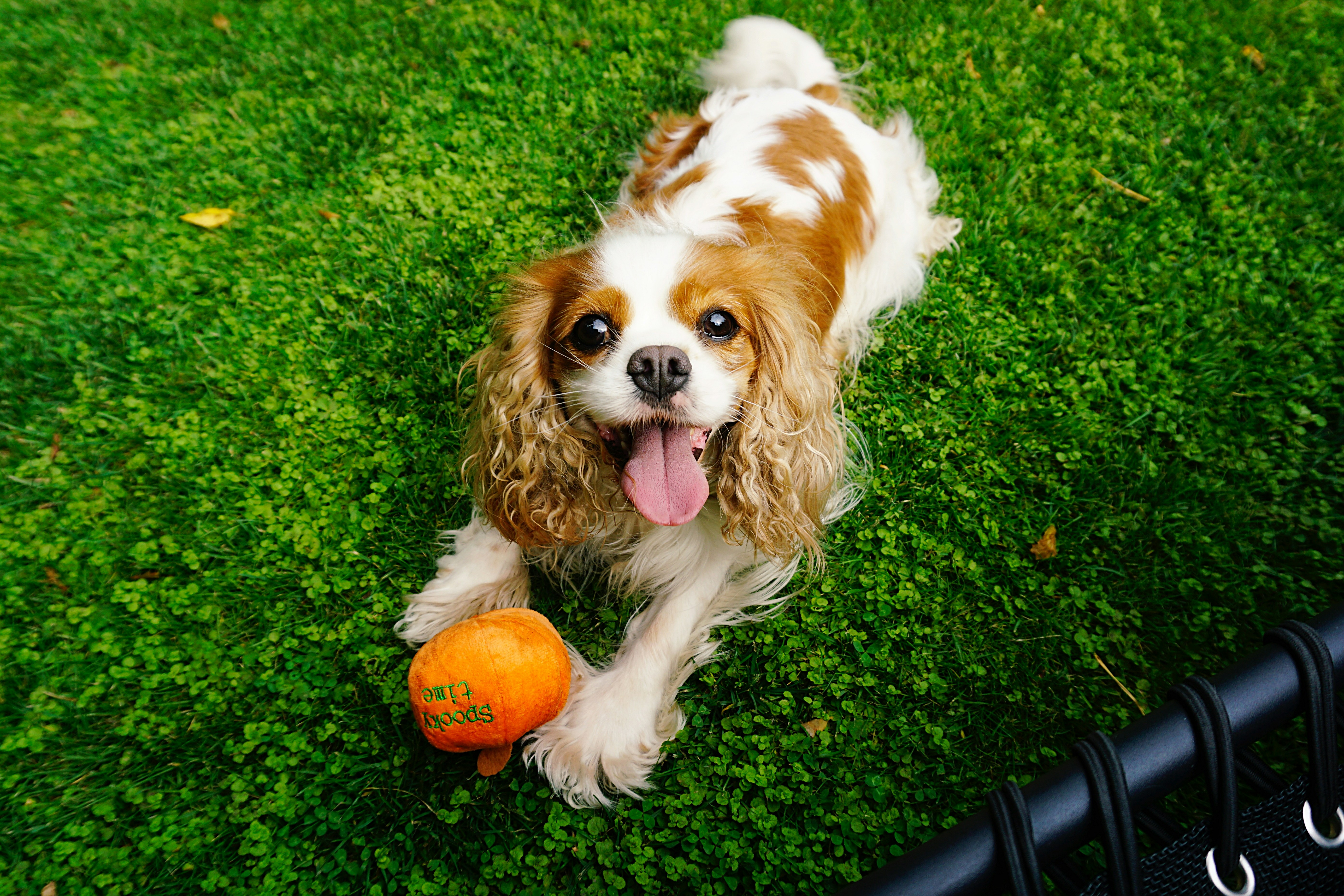 Cavalier King Charles Spaniel — The Emotional Support Professional (image credits: unsplash)