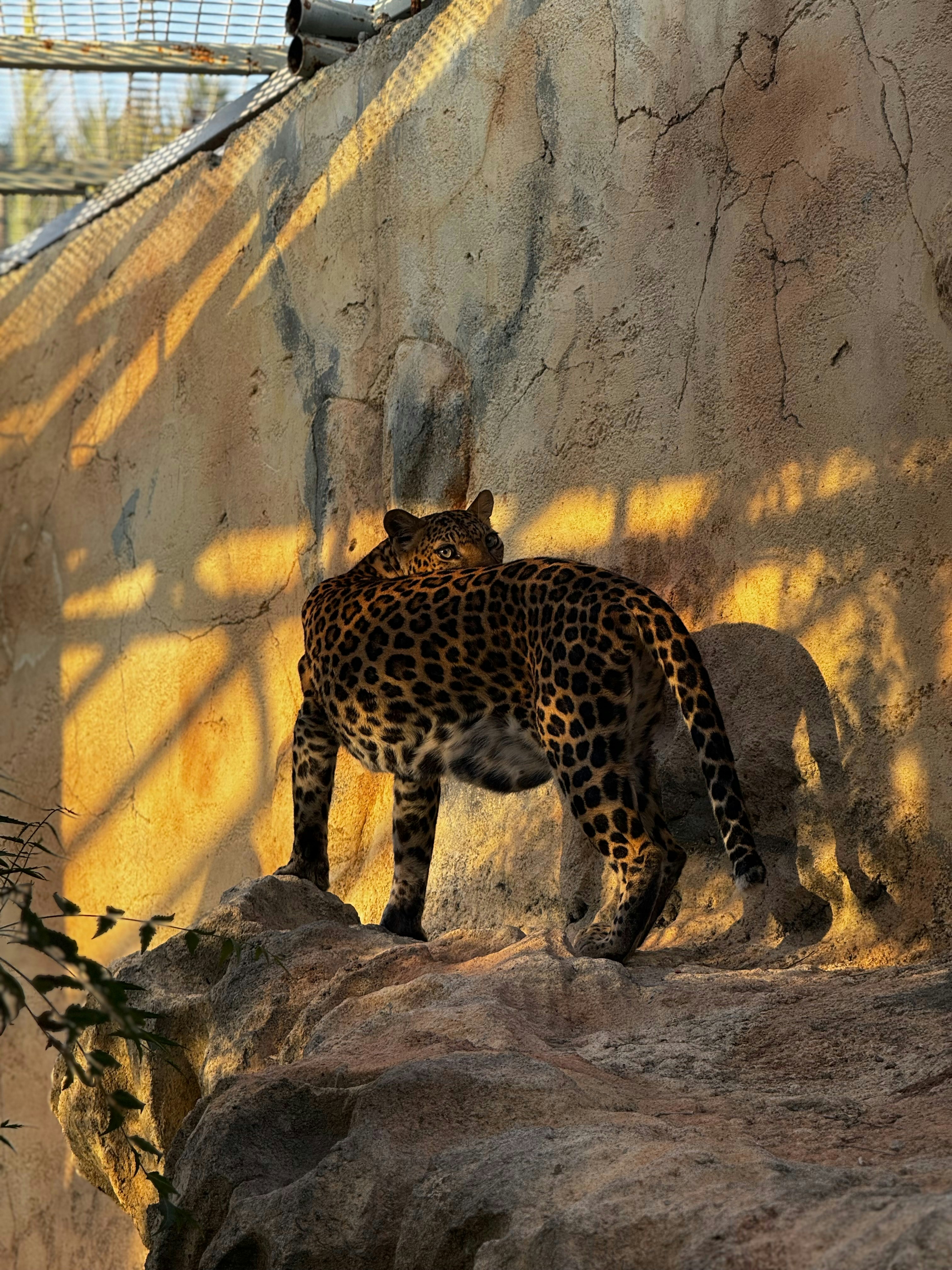 The Comfort of Shadows (image credits: unsplash)