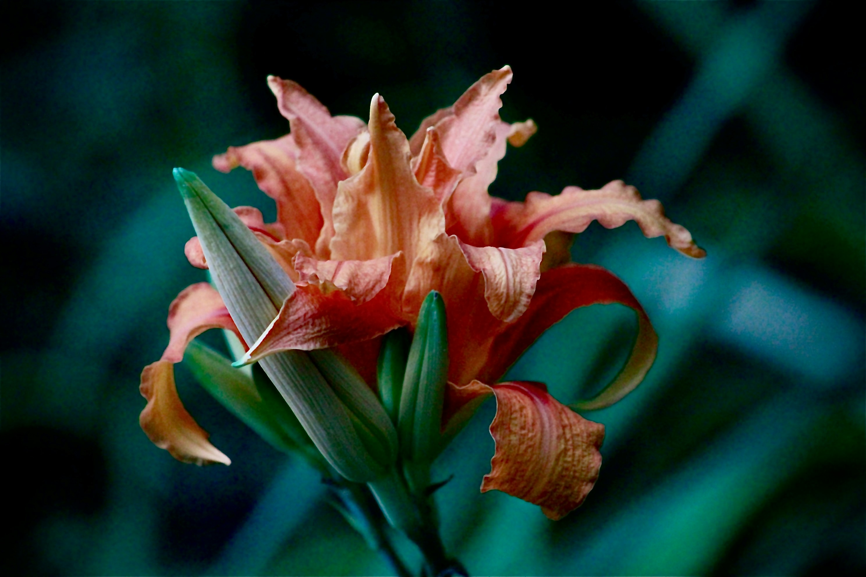 Photo by lisa_duqlaw