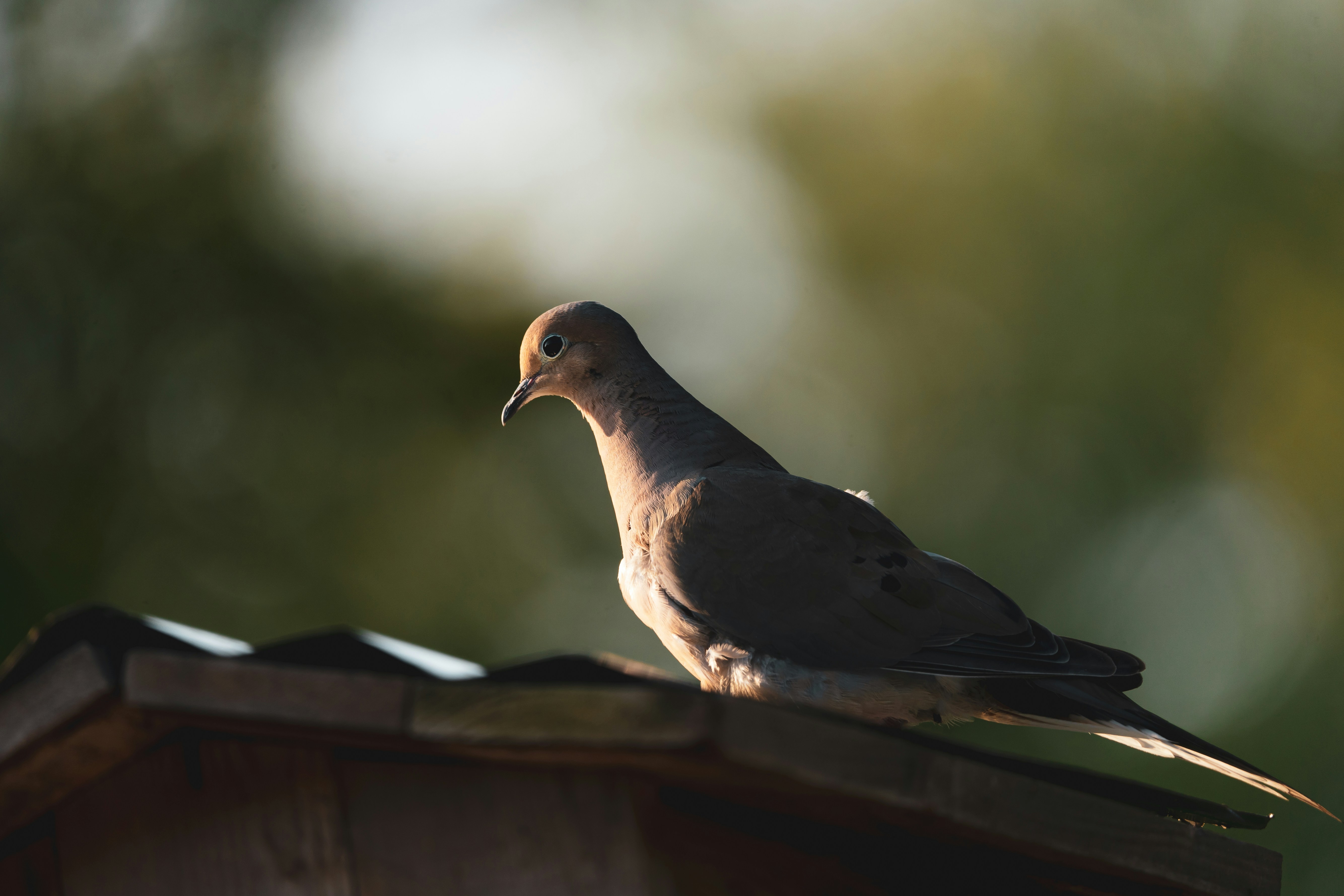 Photo by palmourphotography