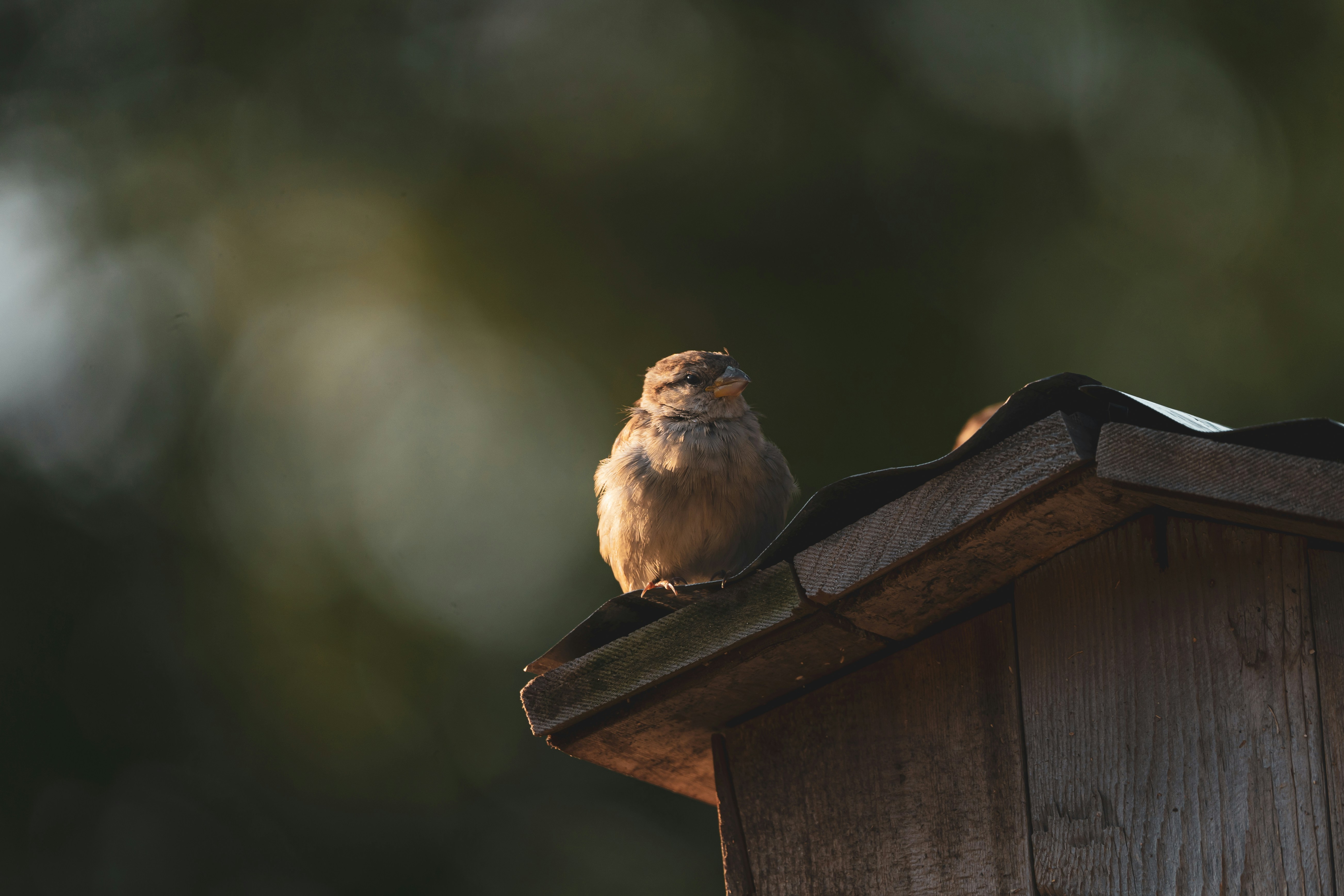 Photo by palmourphotography