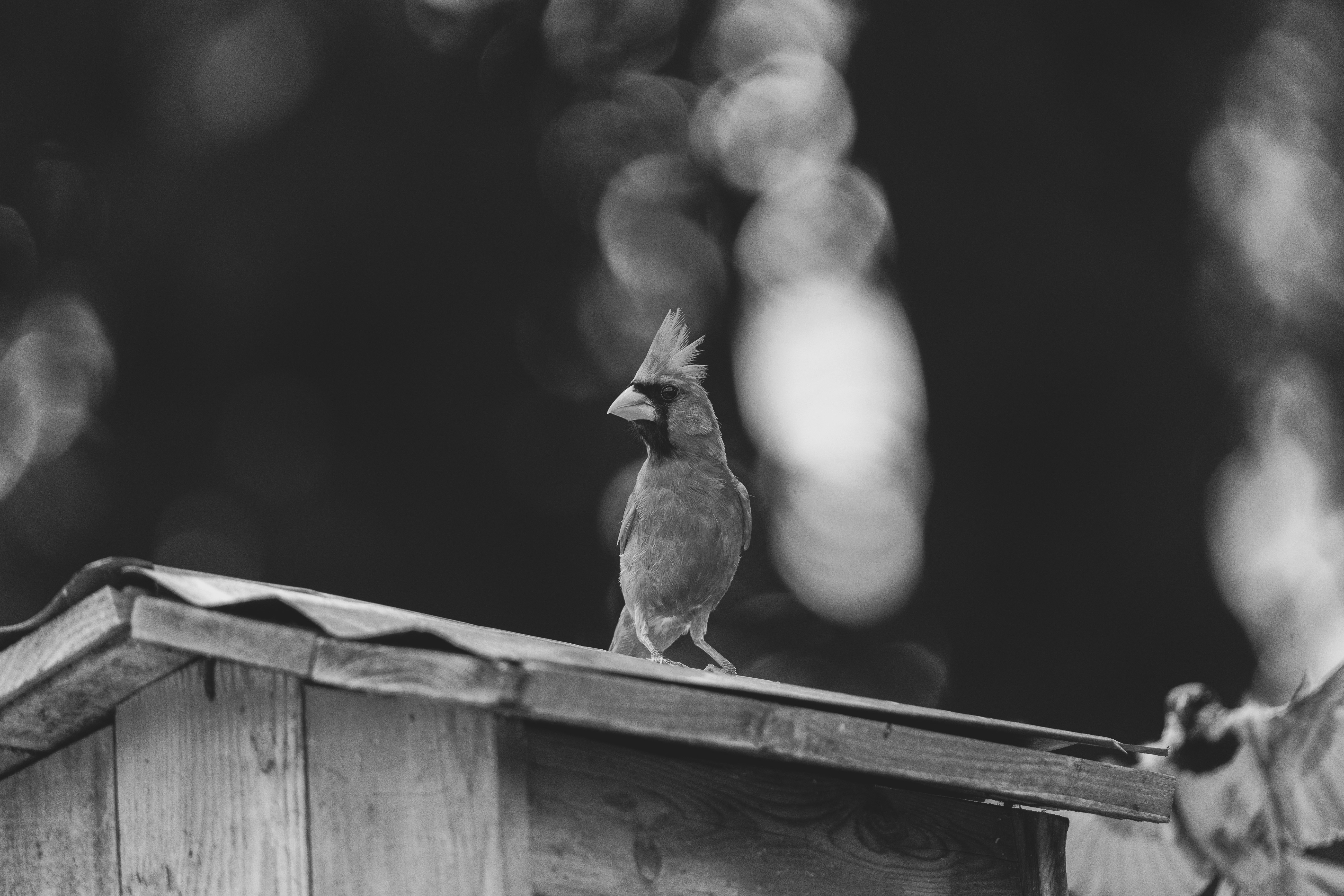 Une photo en noir et blanc d’un oiseau sur un toit