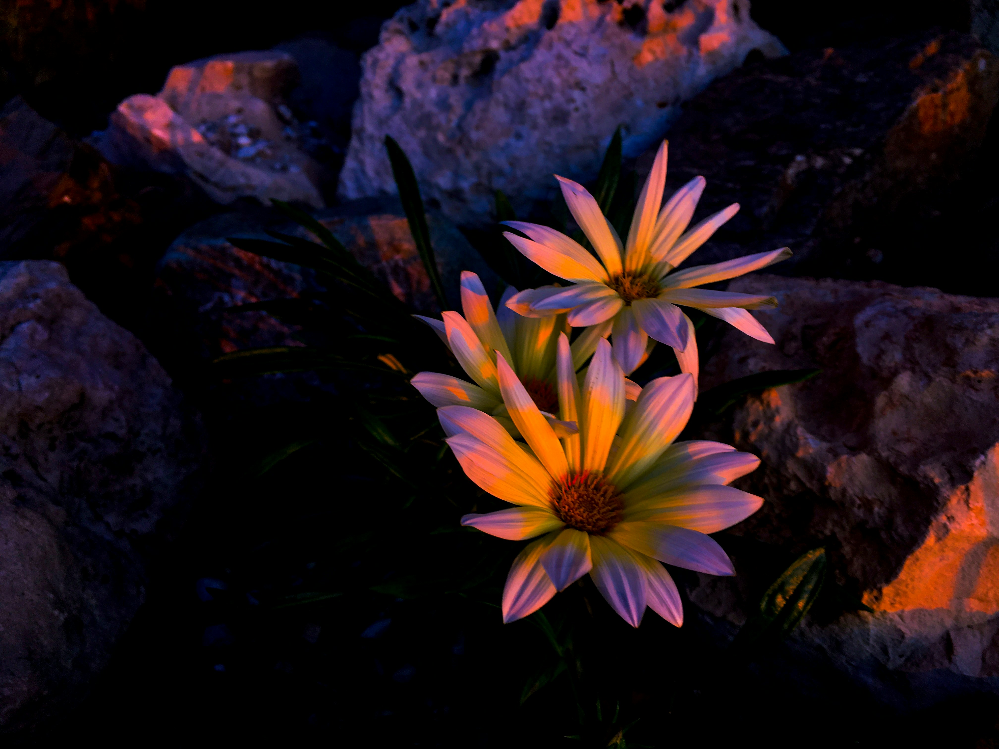 A bunch of flowers that are sitting on some rocks