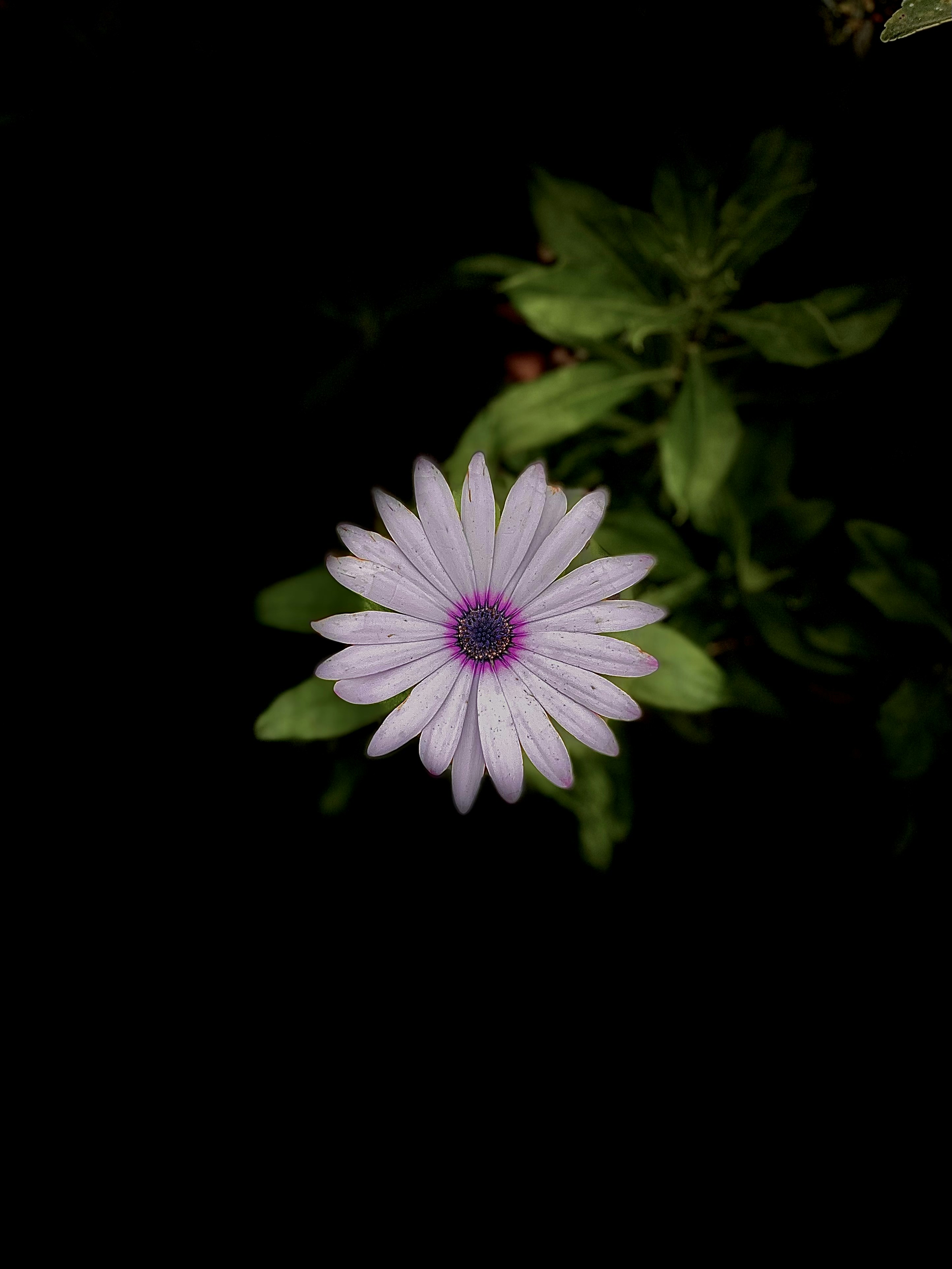 A purple and white flower on a black background