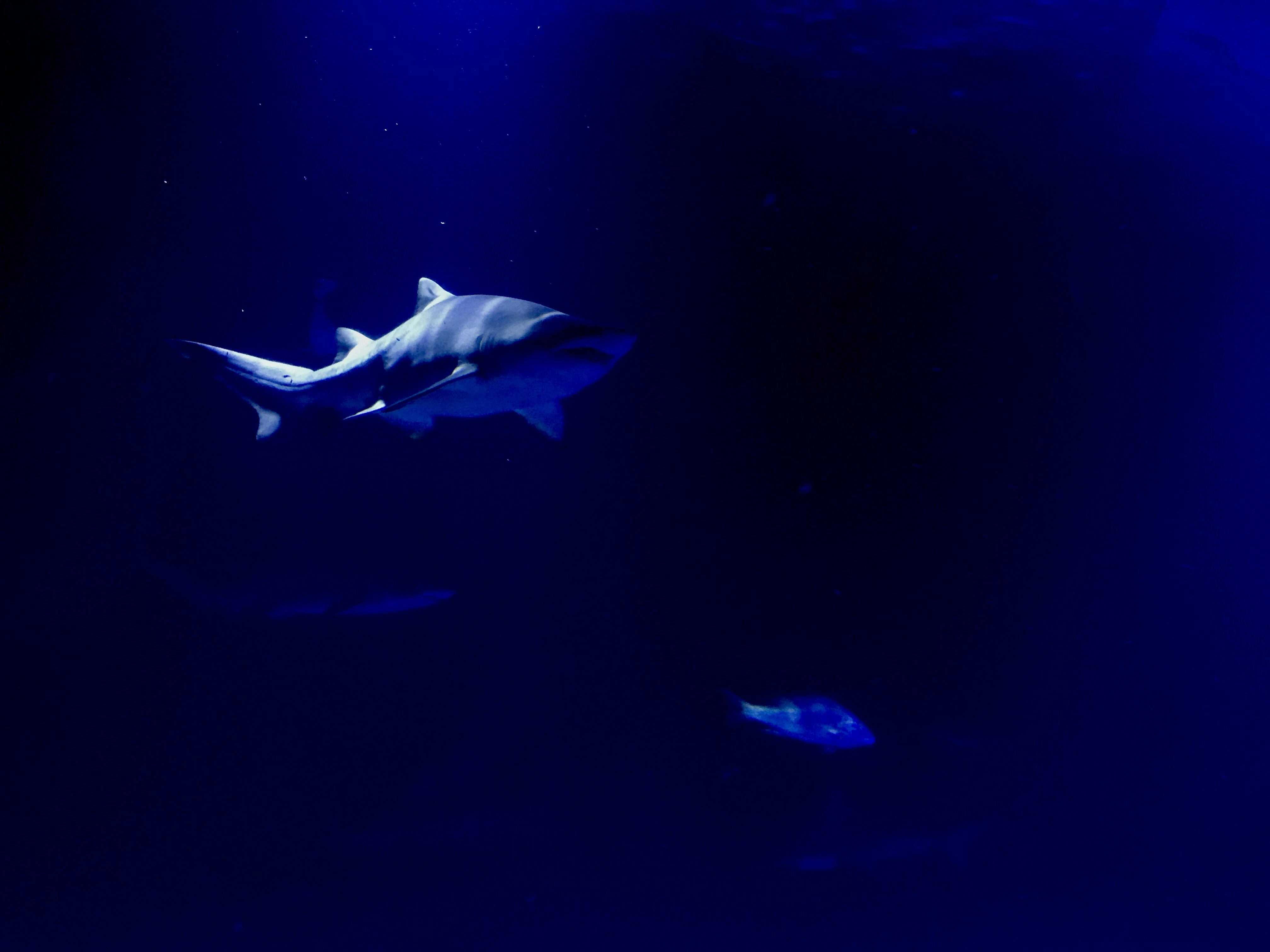 A large white shark swimming under a blue light