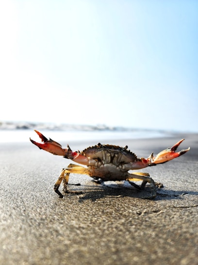 A crab is walking on the beach near the water