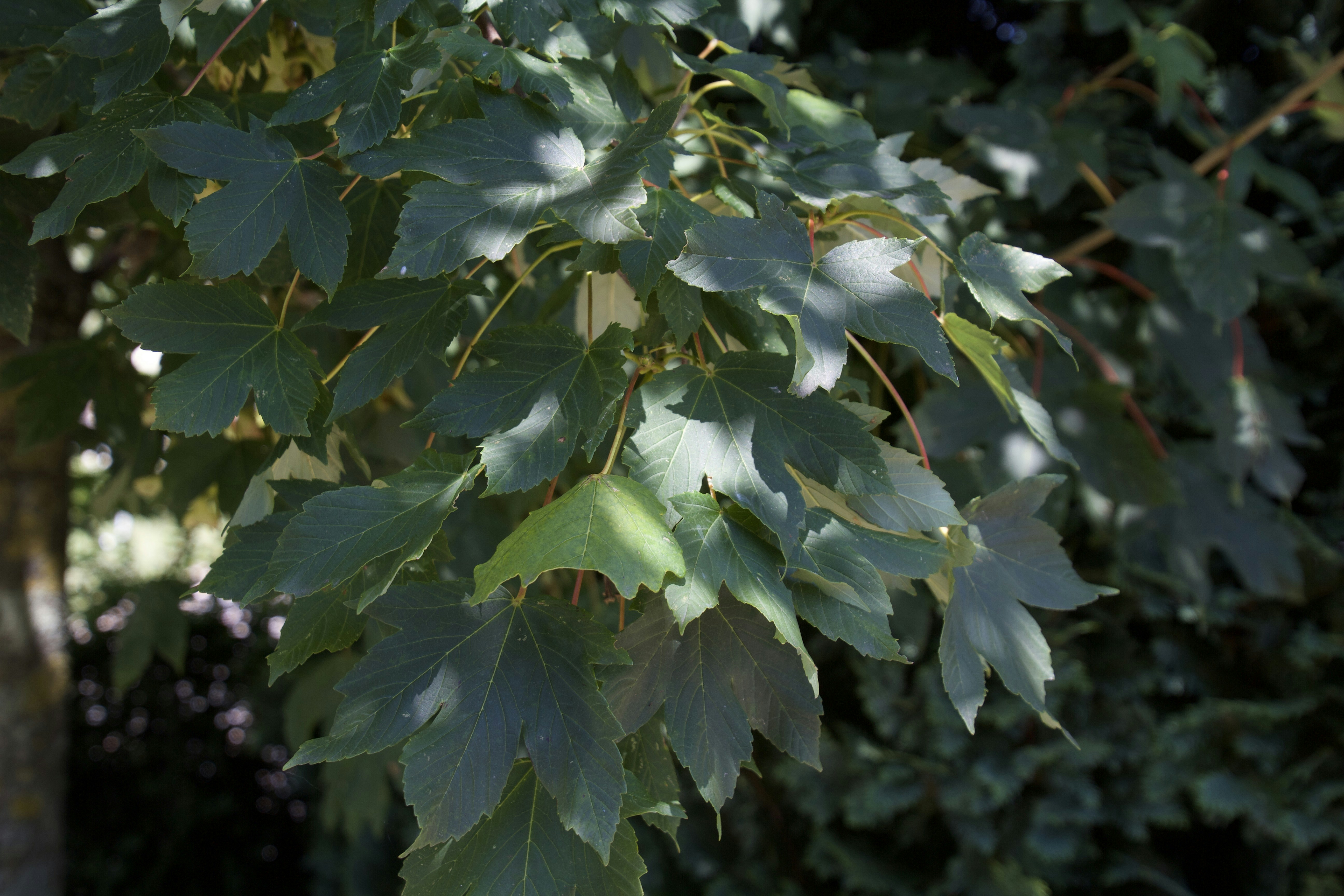 Un uccello è appollaiato su un ramo di un albero