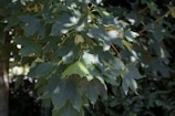 A bird is perched on a tree branch