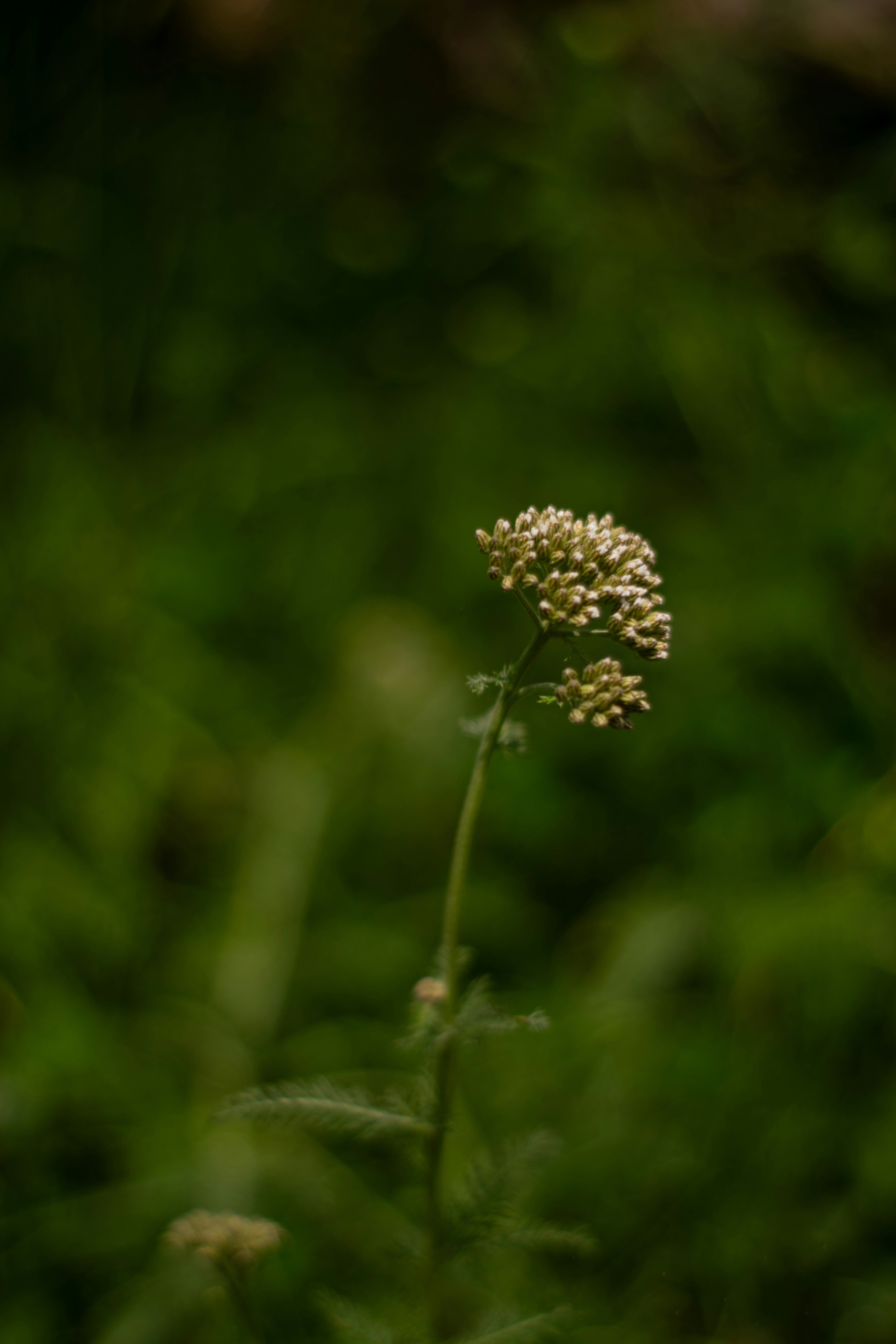 Photo by hassanfaisal