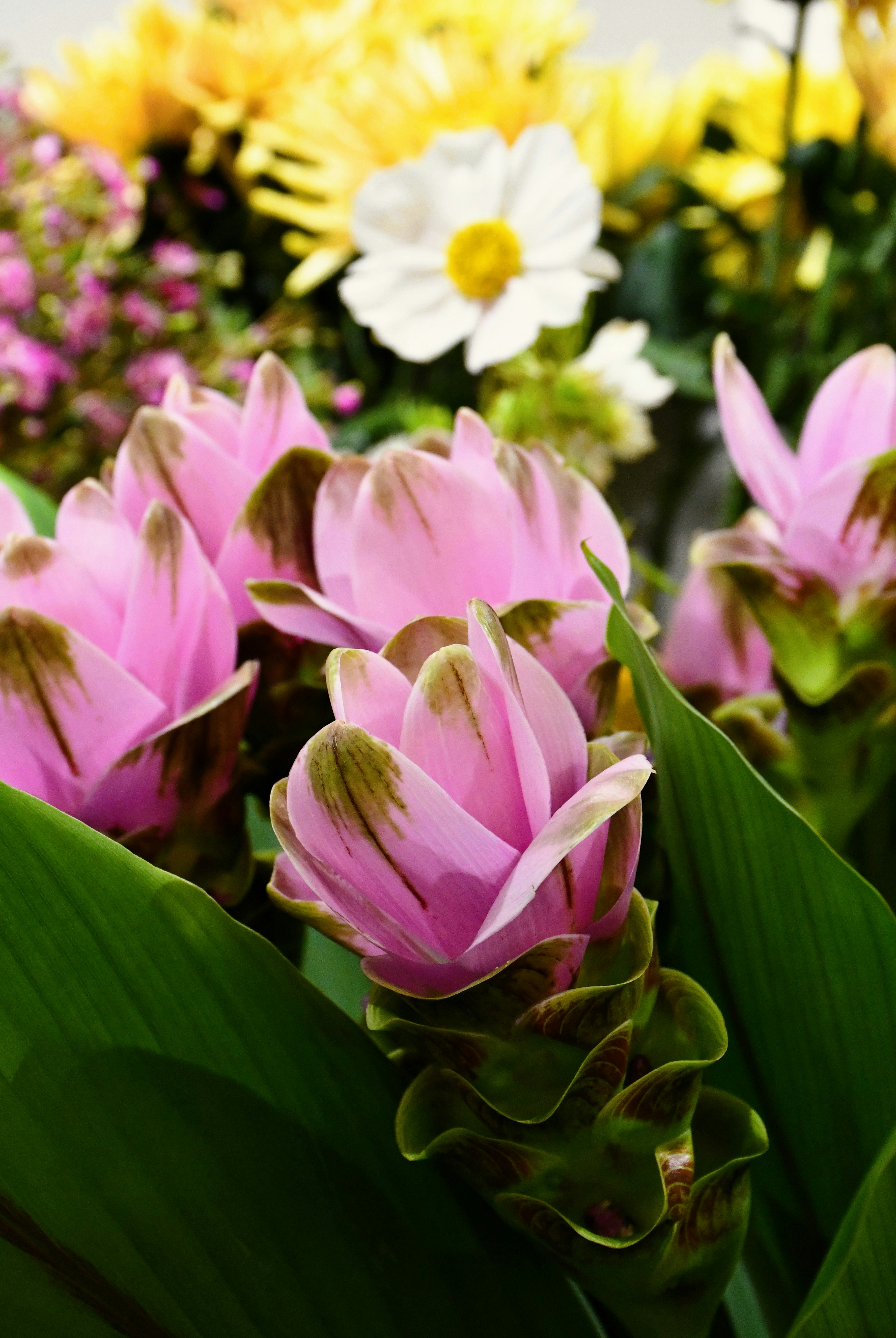 A bunch of flowers that are in the grass