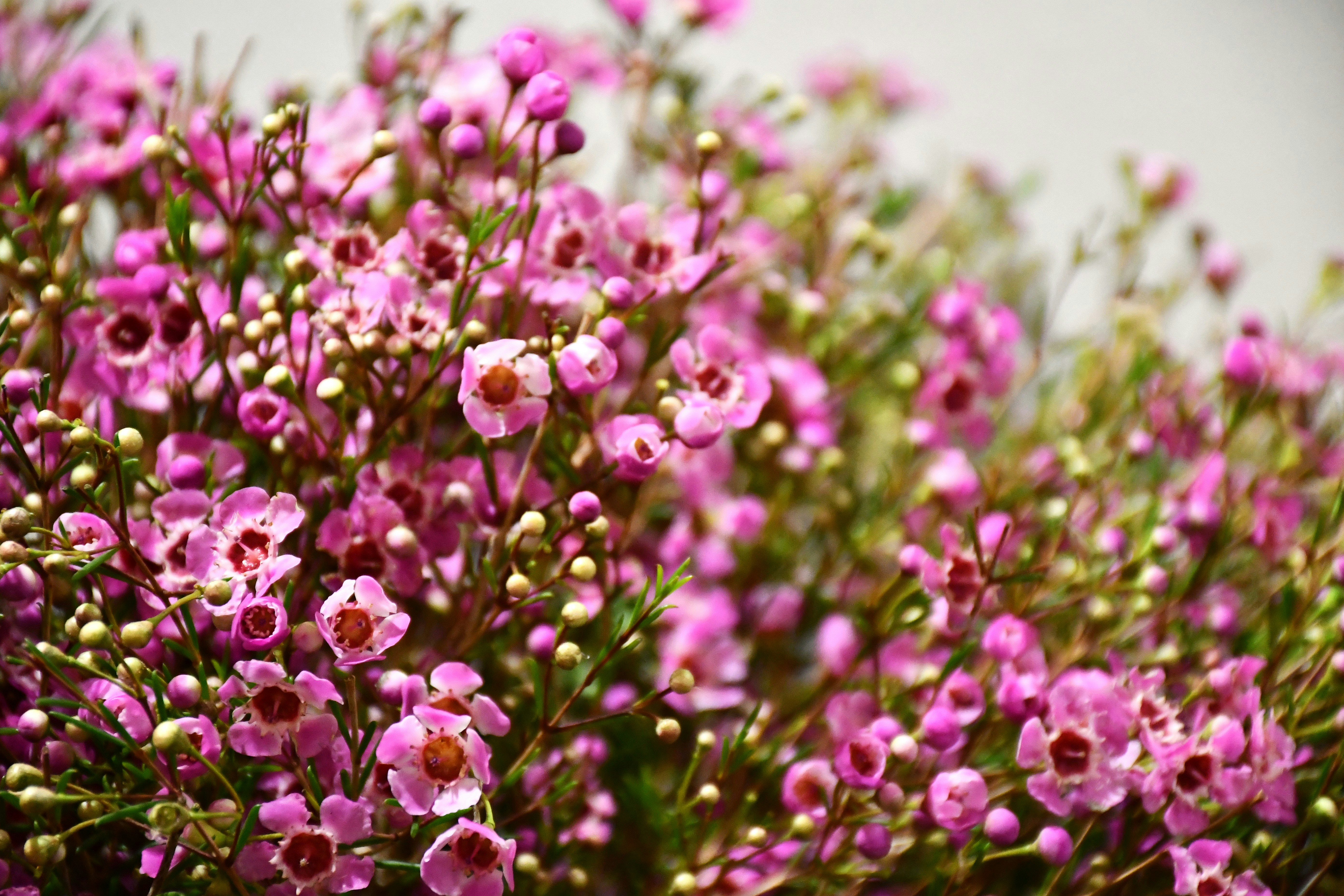 A bunch of small pink flowers in a vase