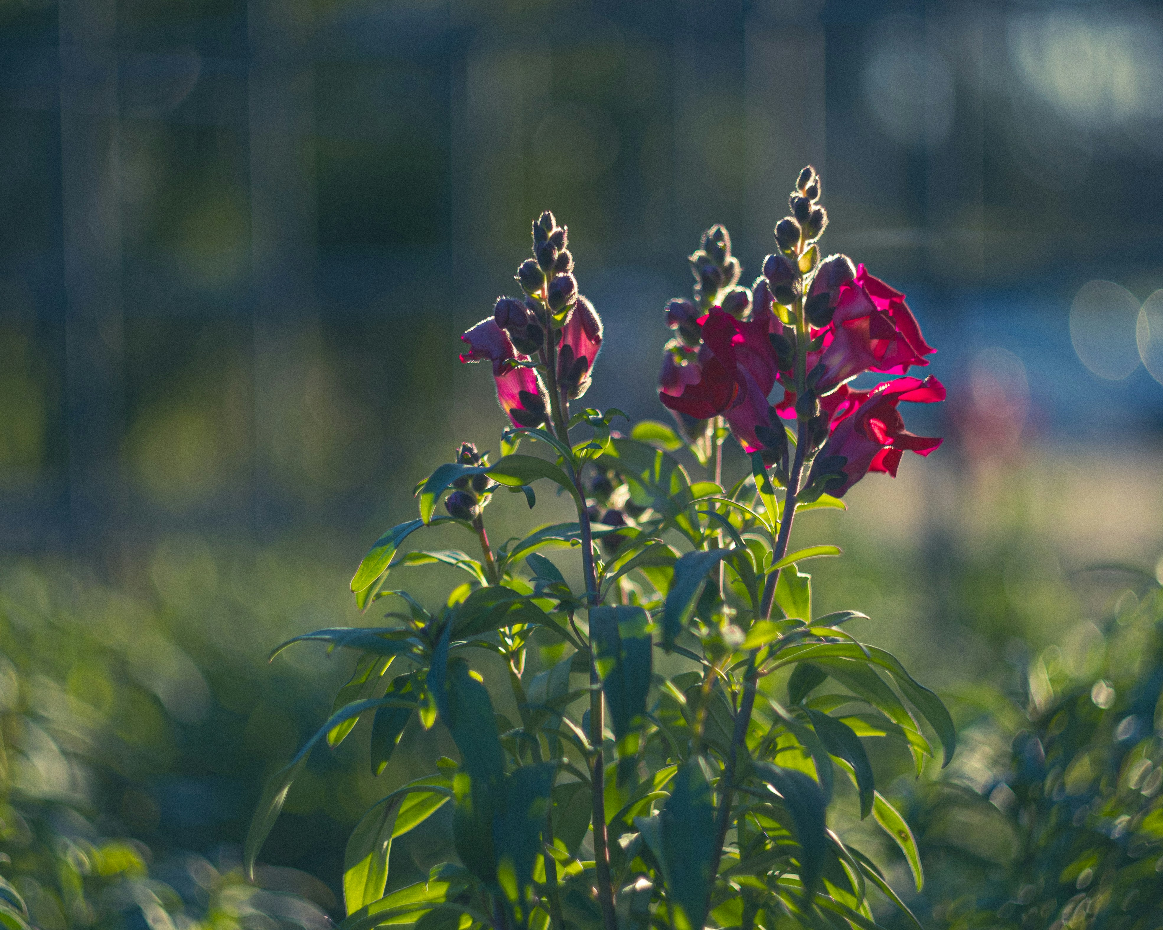 A pink flower in the middle of a field