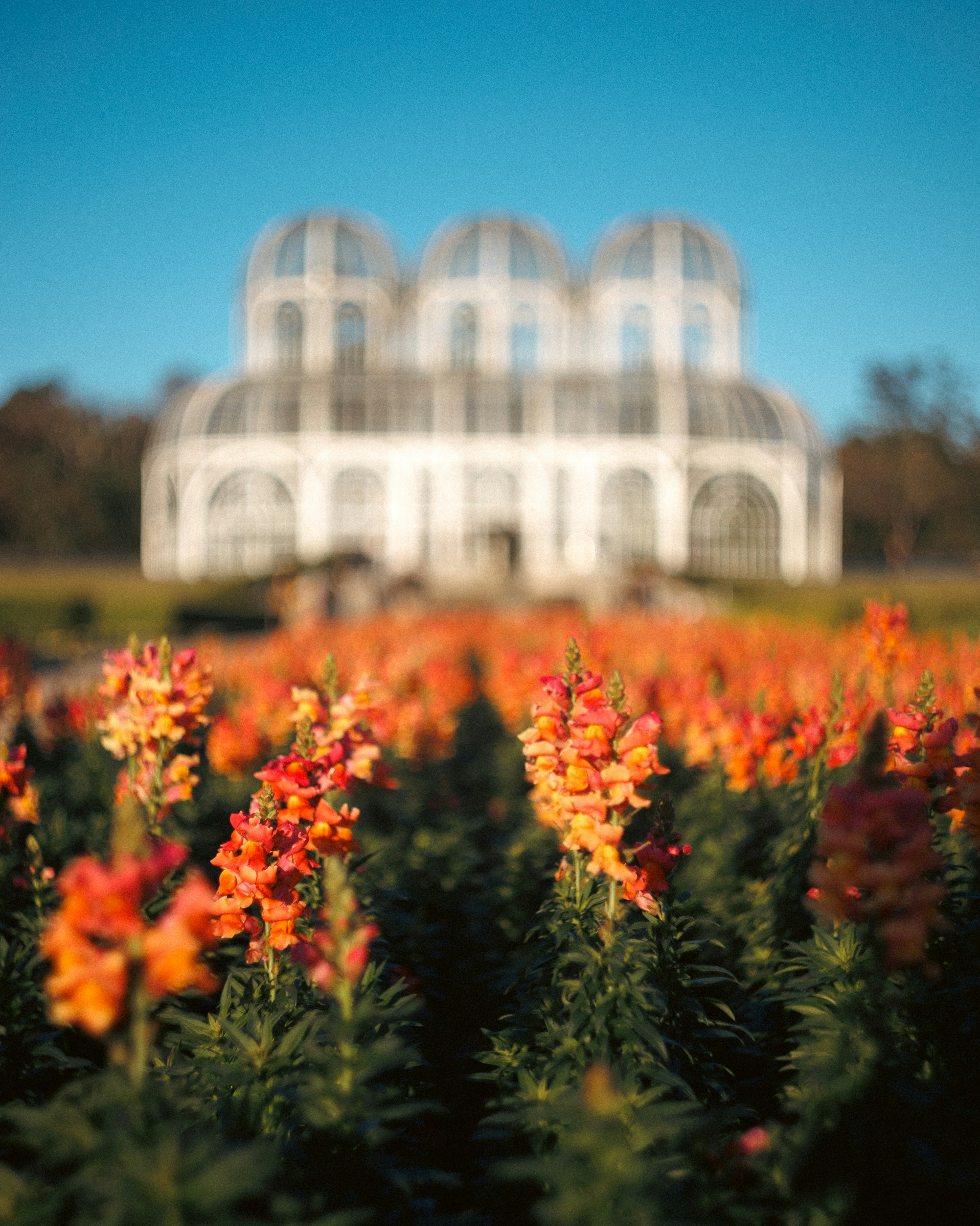A field of flowers with a building in the background