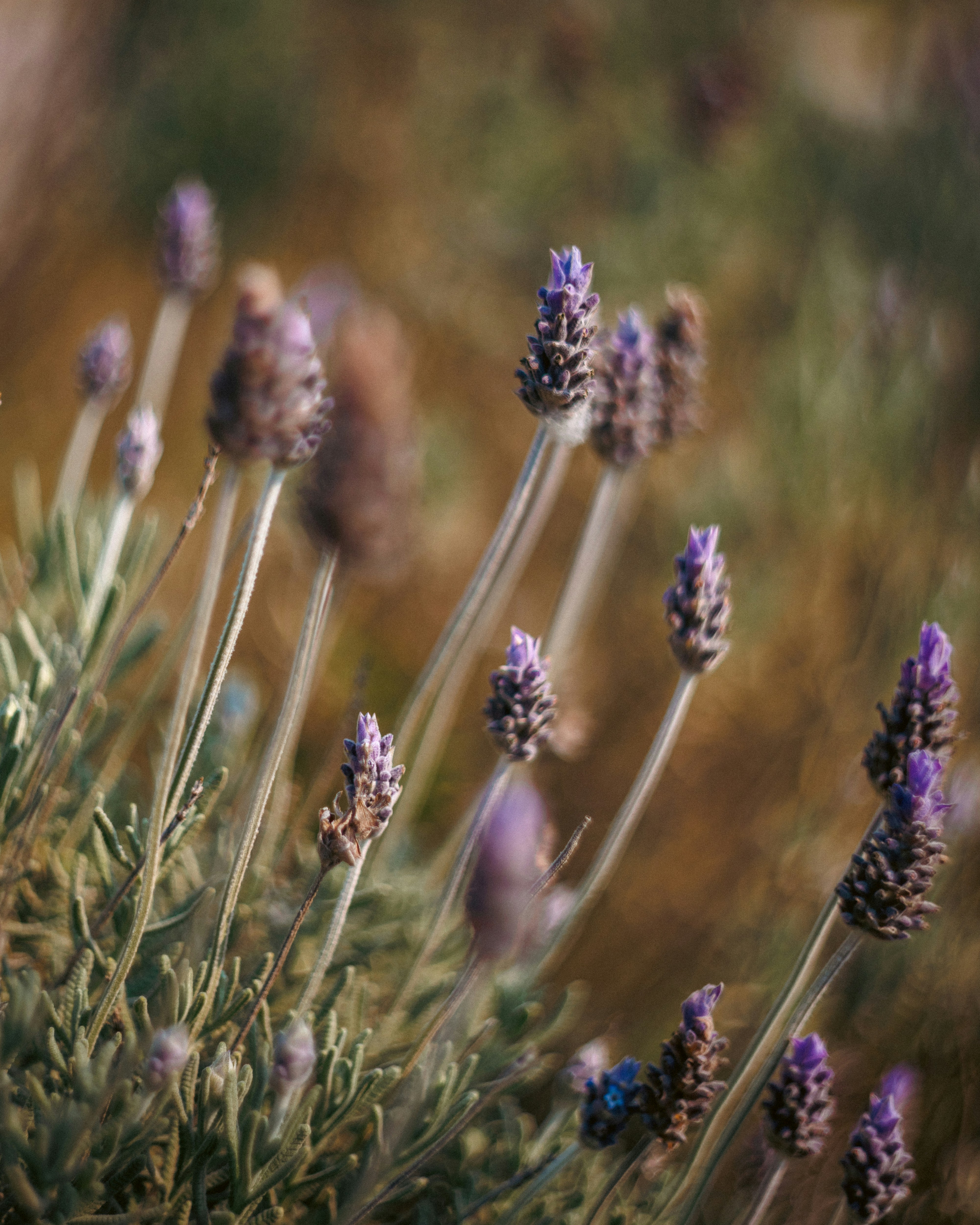 Photo by lucasdalamartaphoto