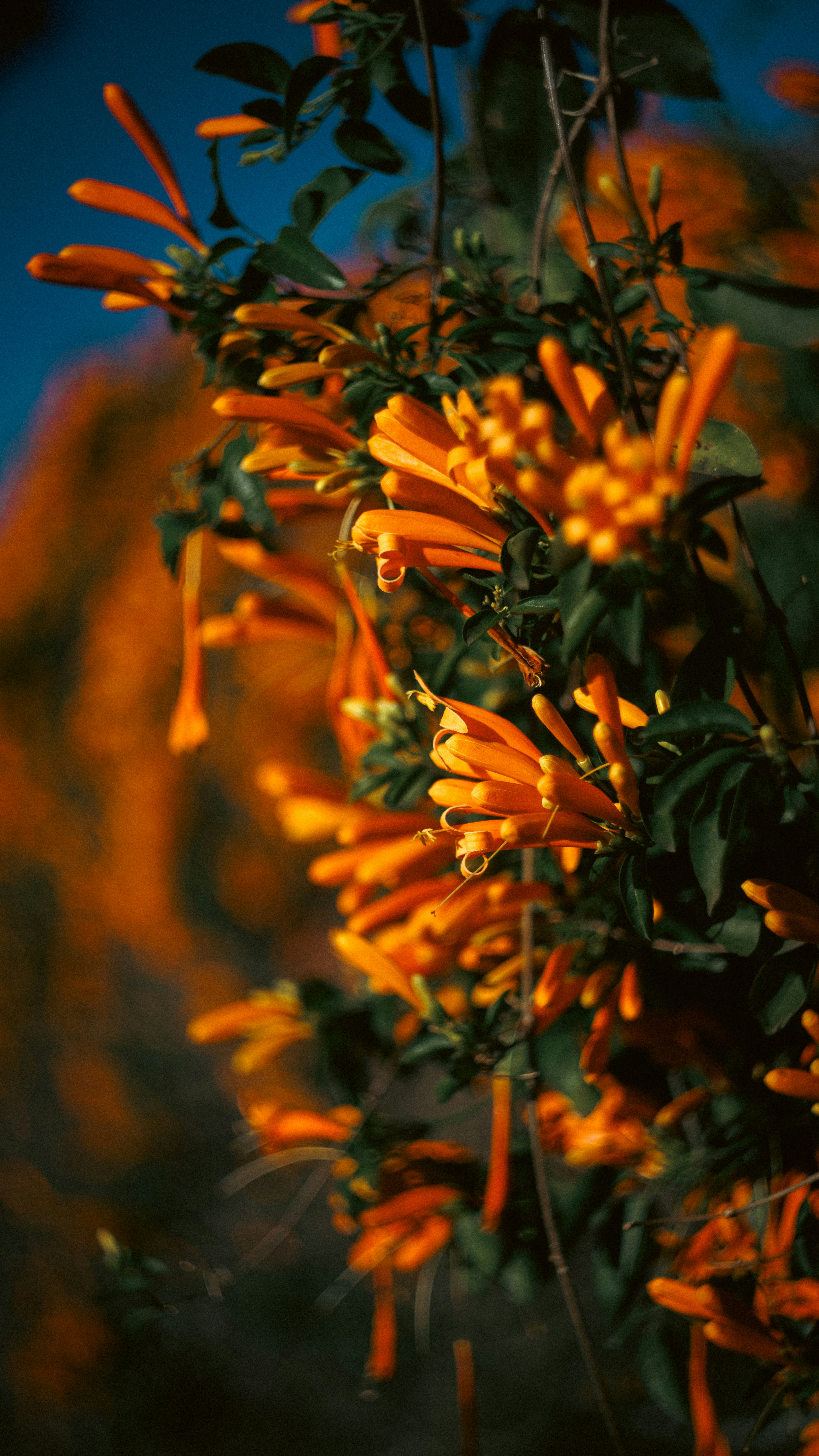 Photo by lucasdalamartaphoto