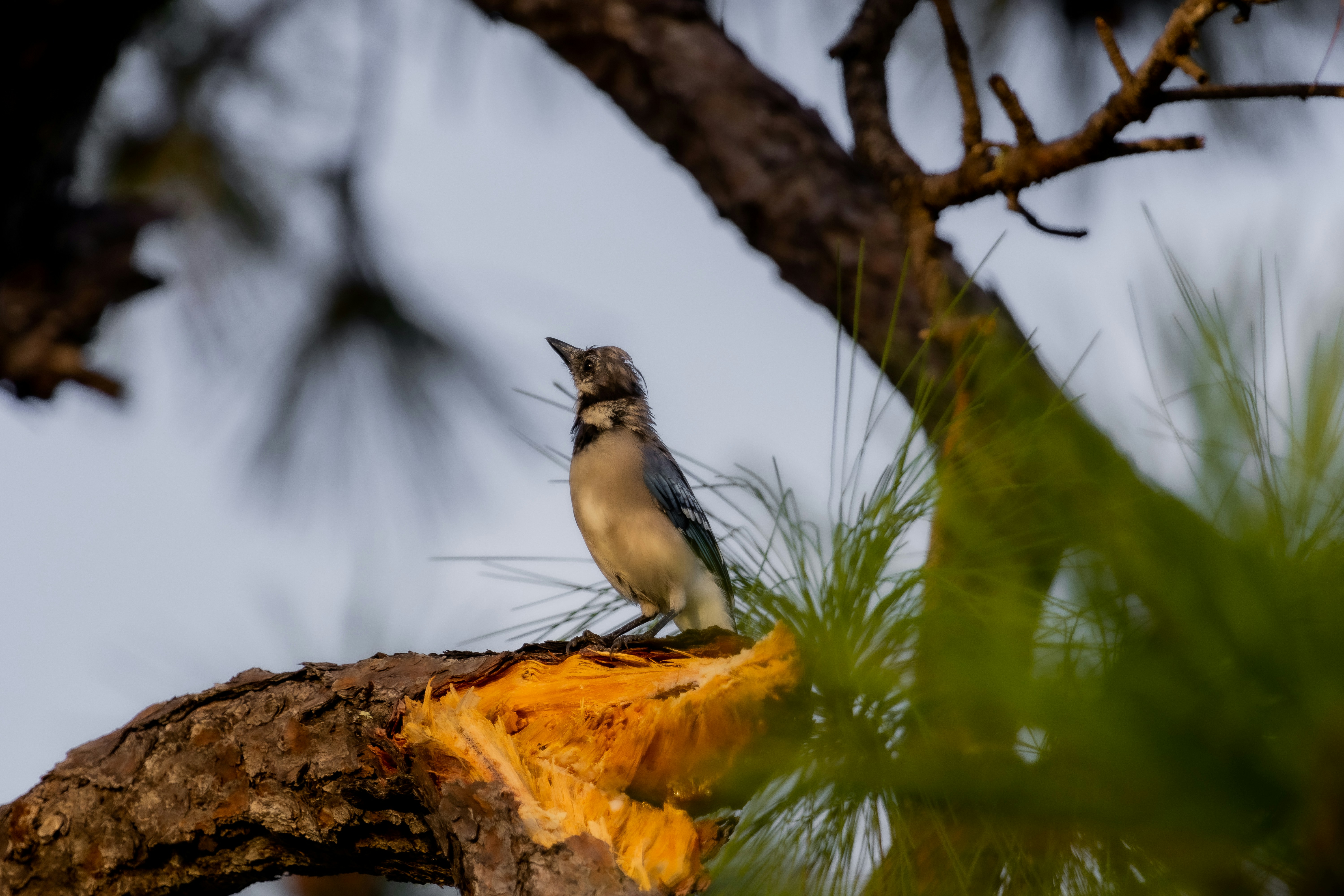 Photo by adriancross05