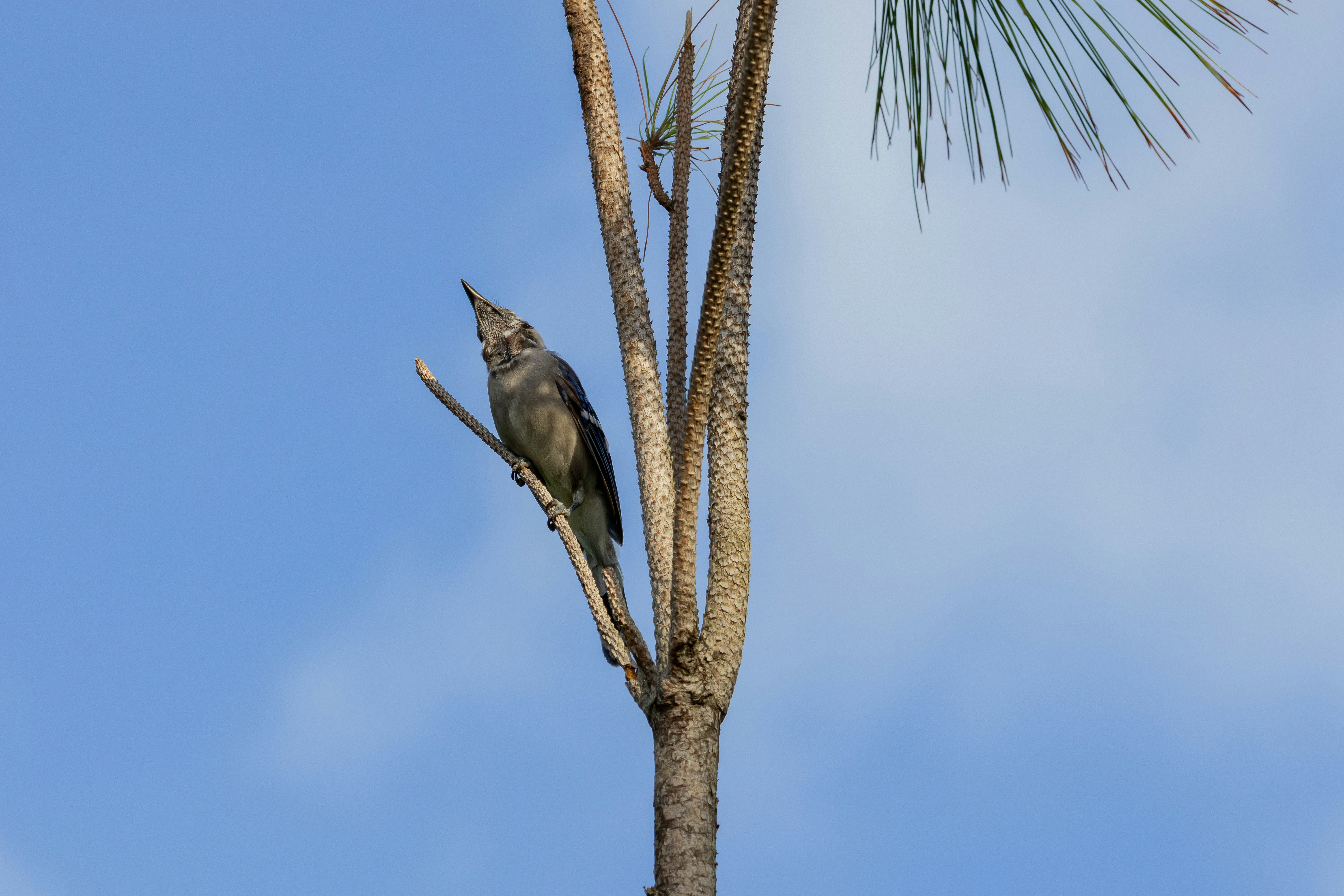 Photo by adriancross05