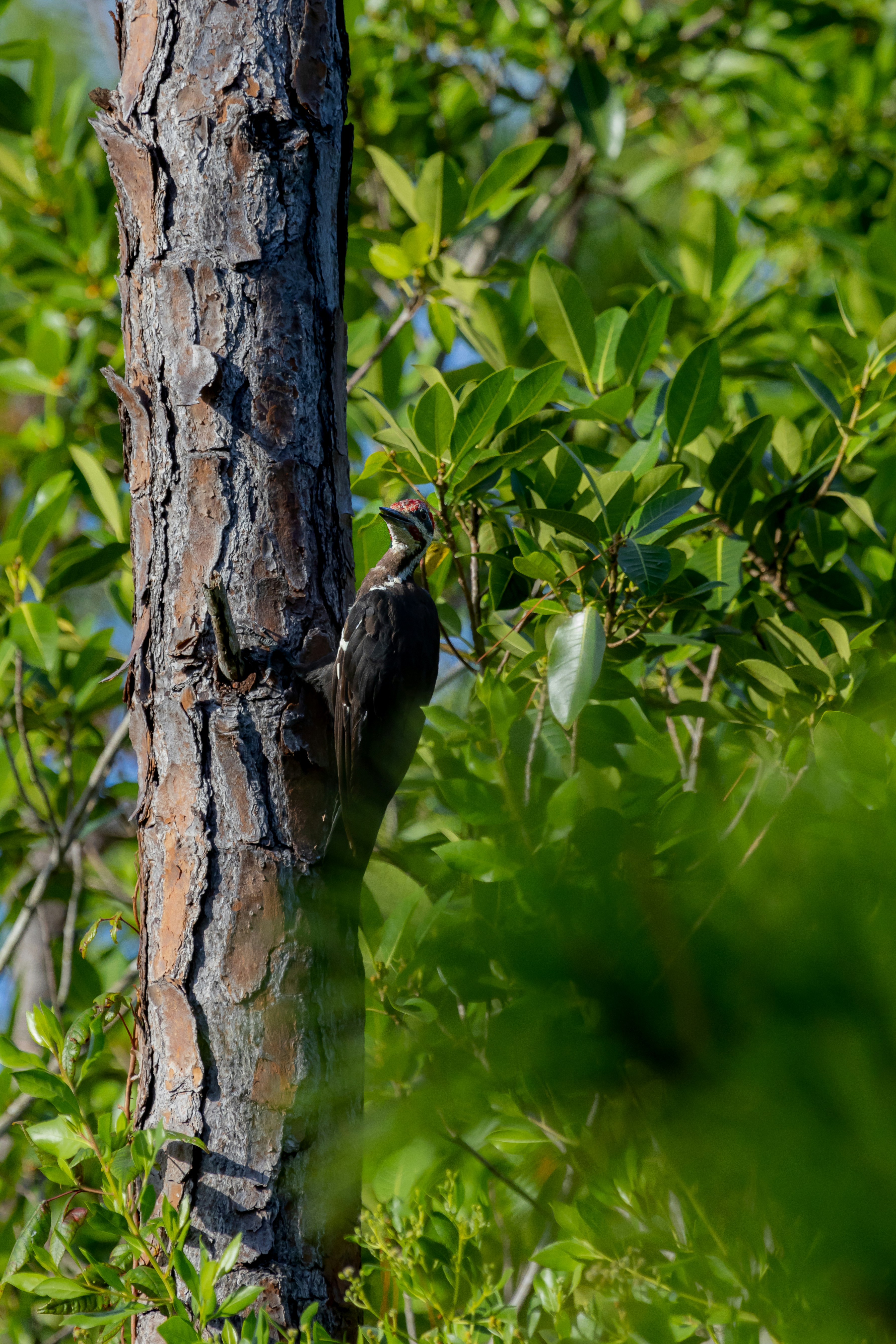 Photo by adriancross05