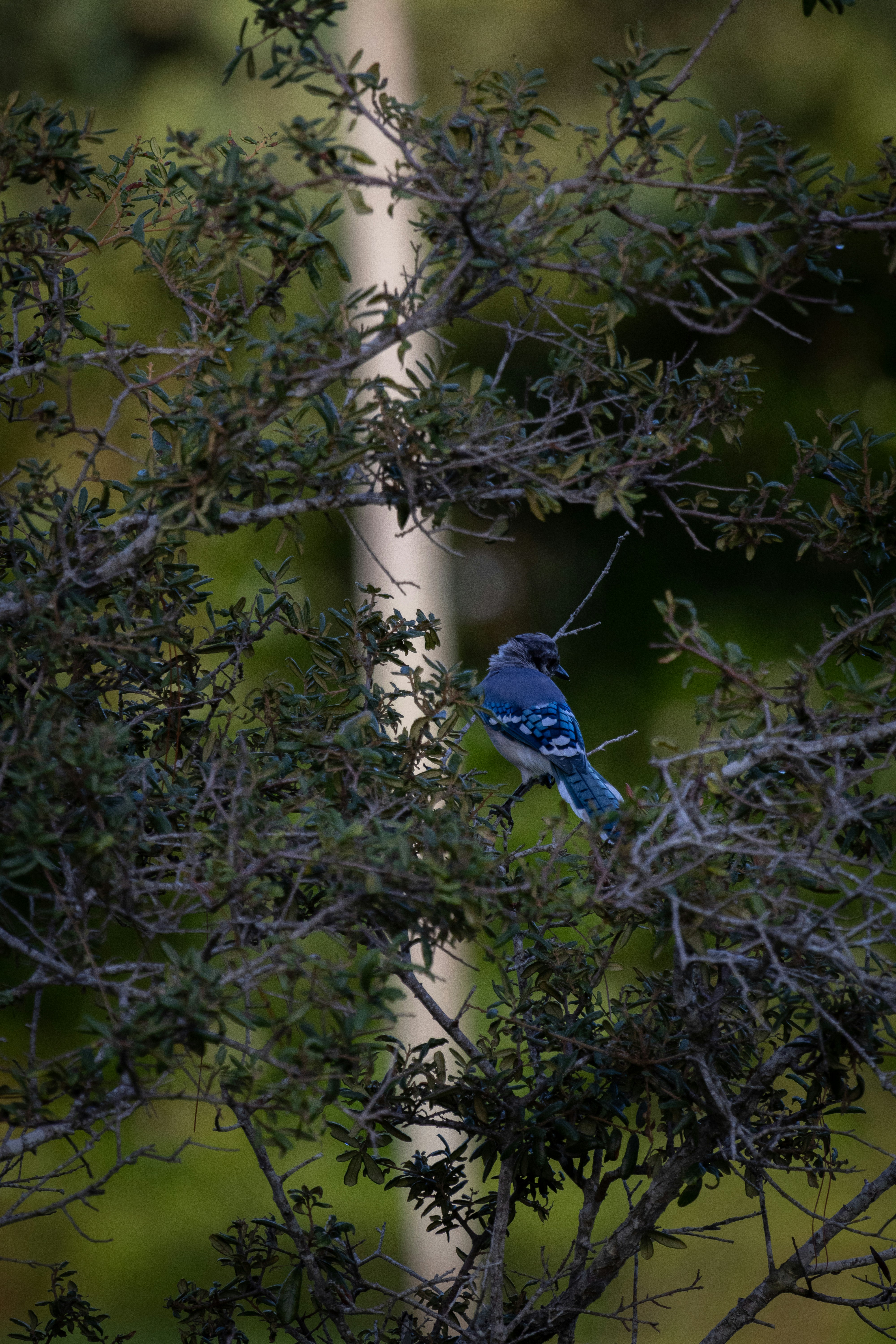 Photo by adriancross05