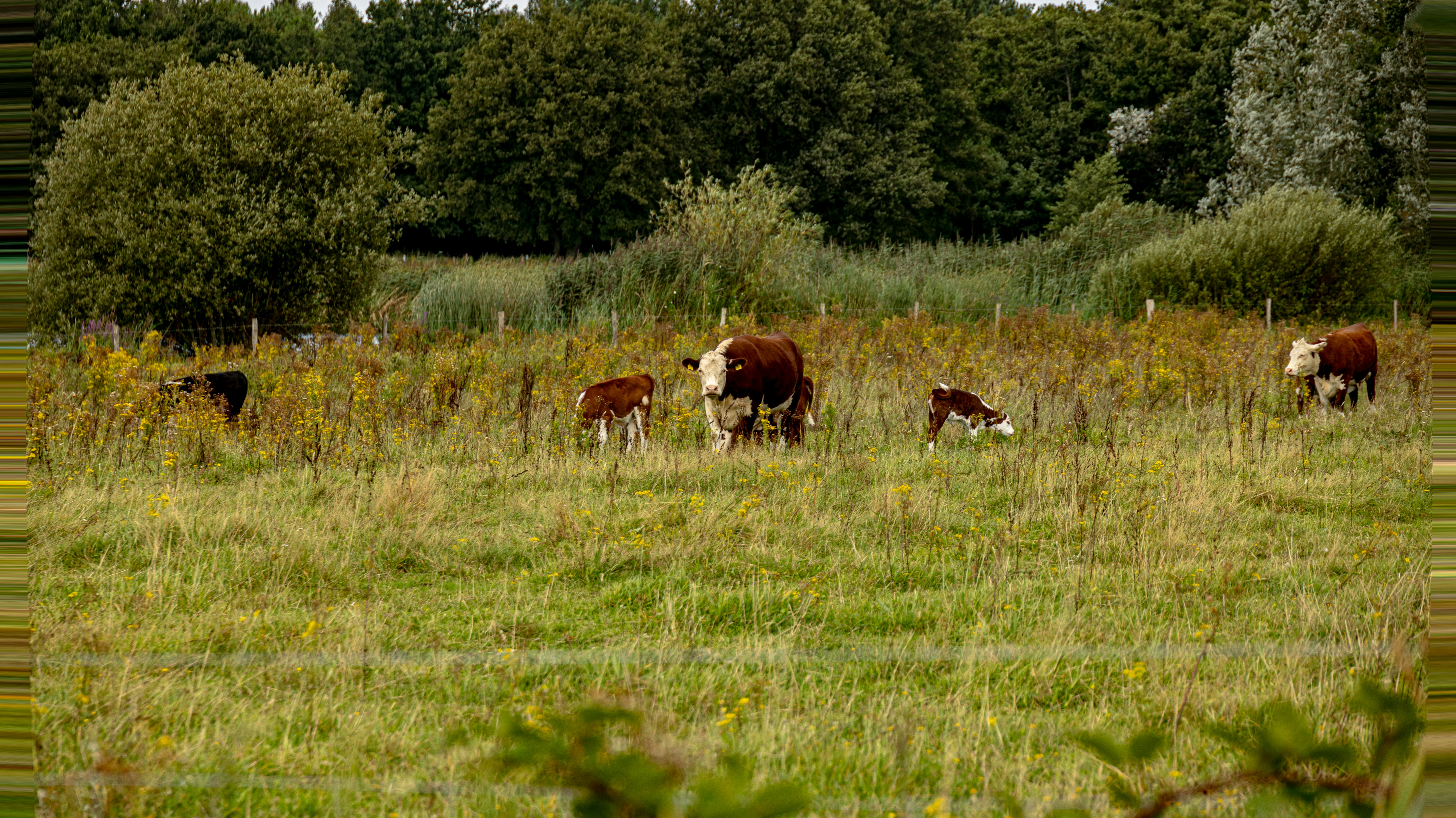 A herd of cattle grazing on a lush green field photo – Free Field Image ...