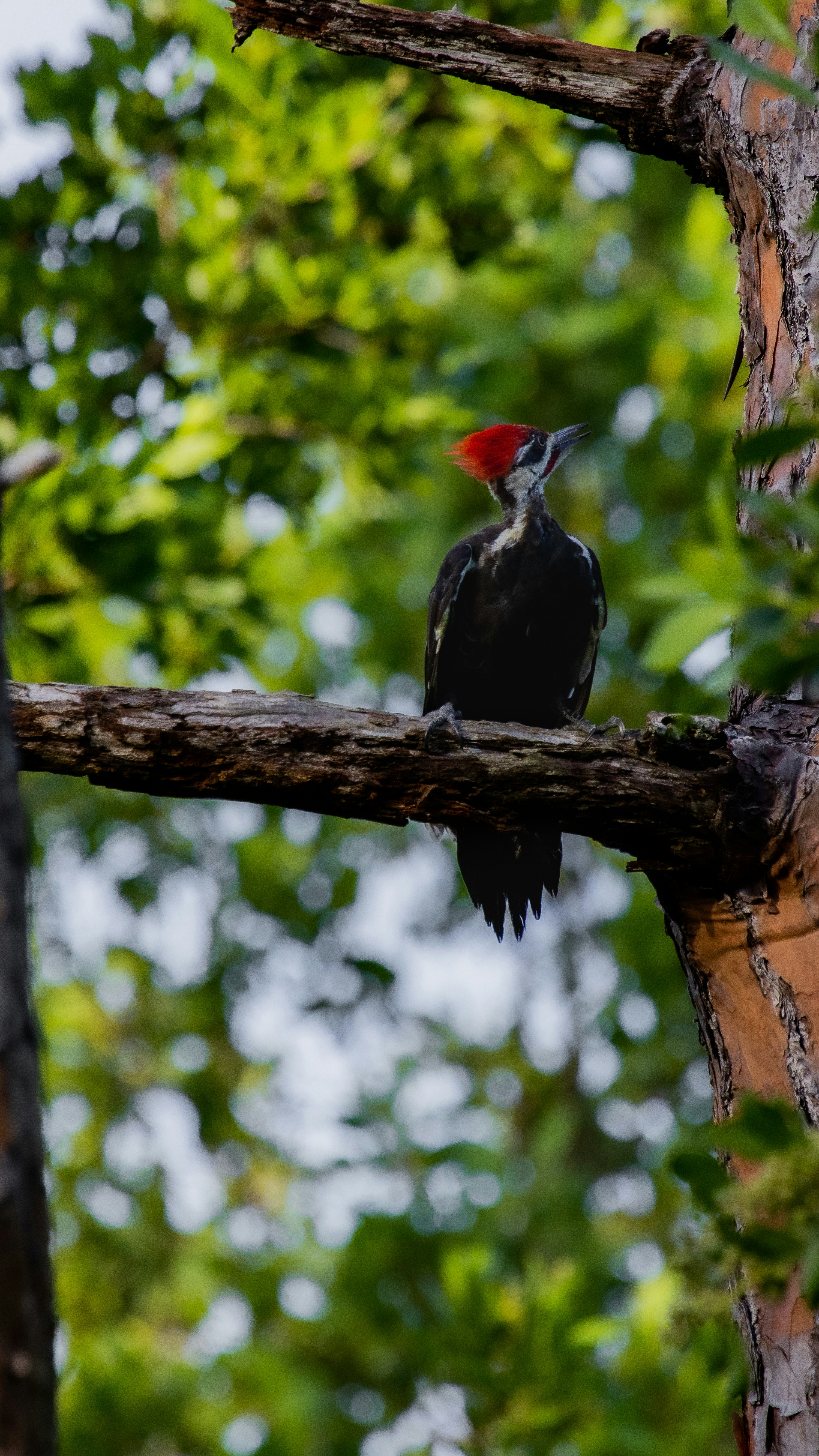 Photo by adriancross05