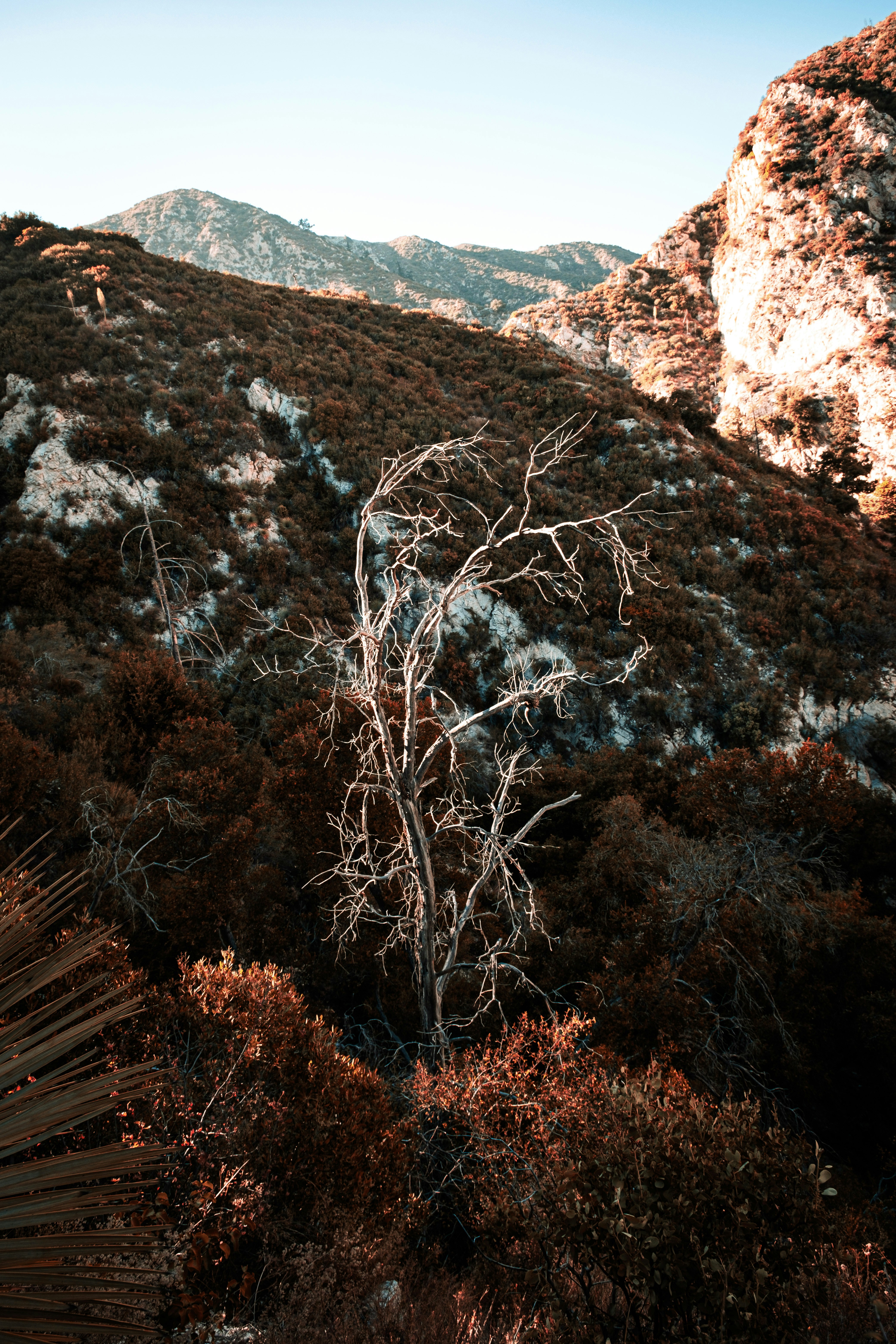 A view of a mountain with a tree in the foreground