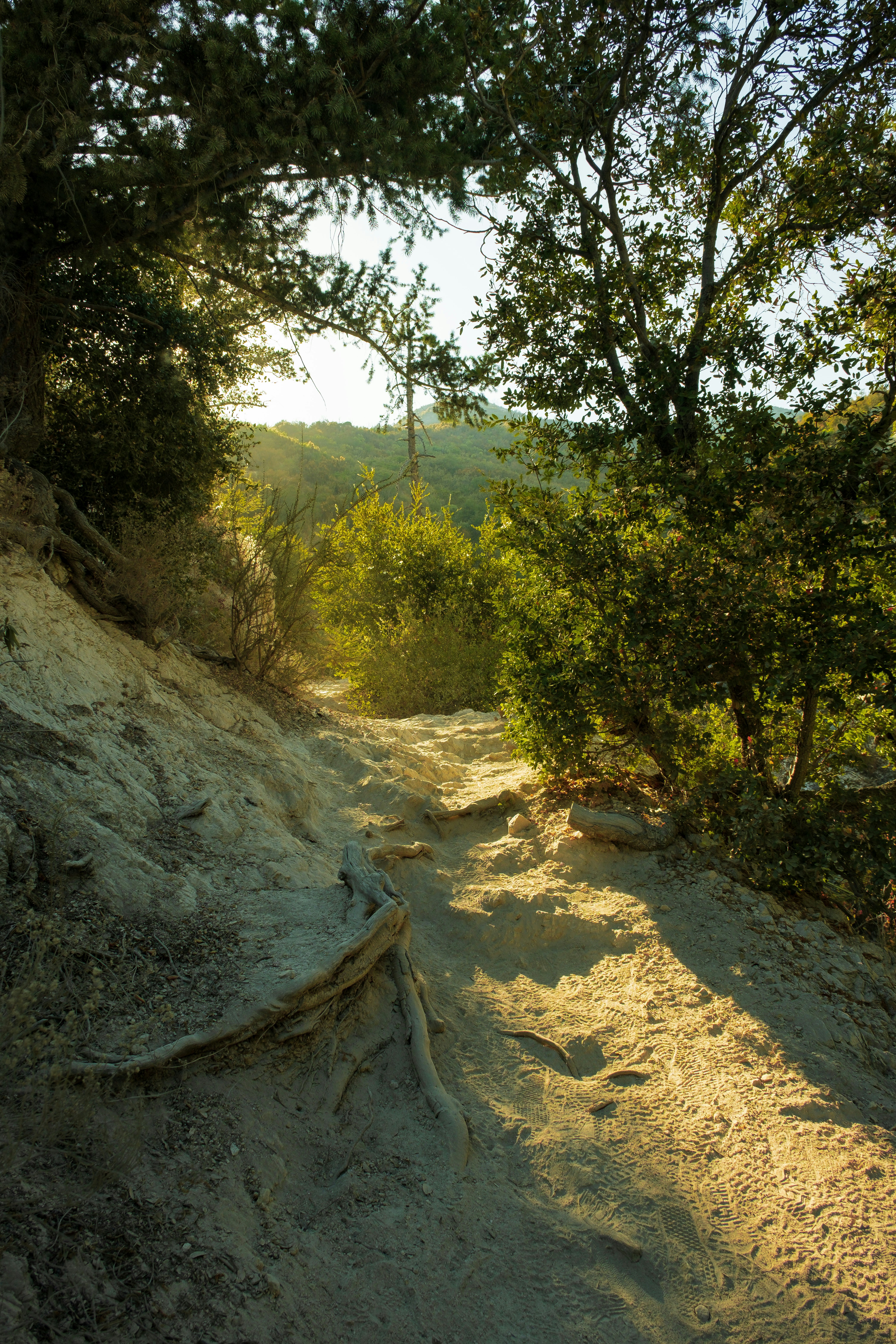 A dirt path in the middle of a forest