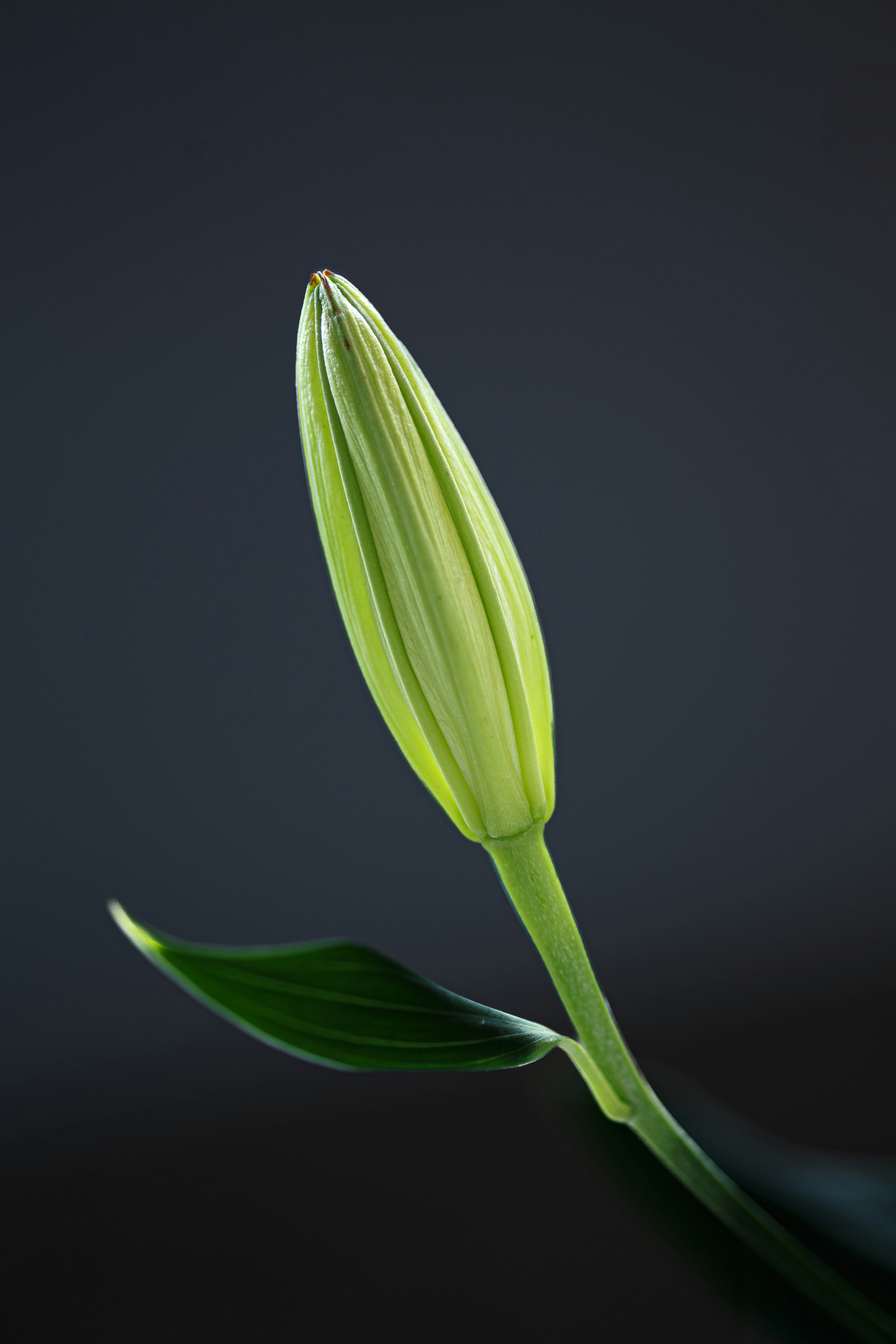 Photo by hectorfalcon