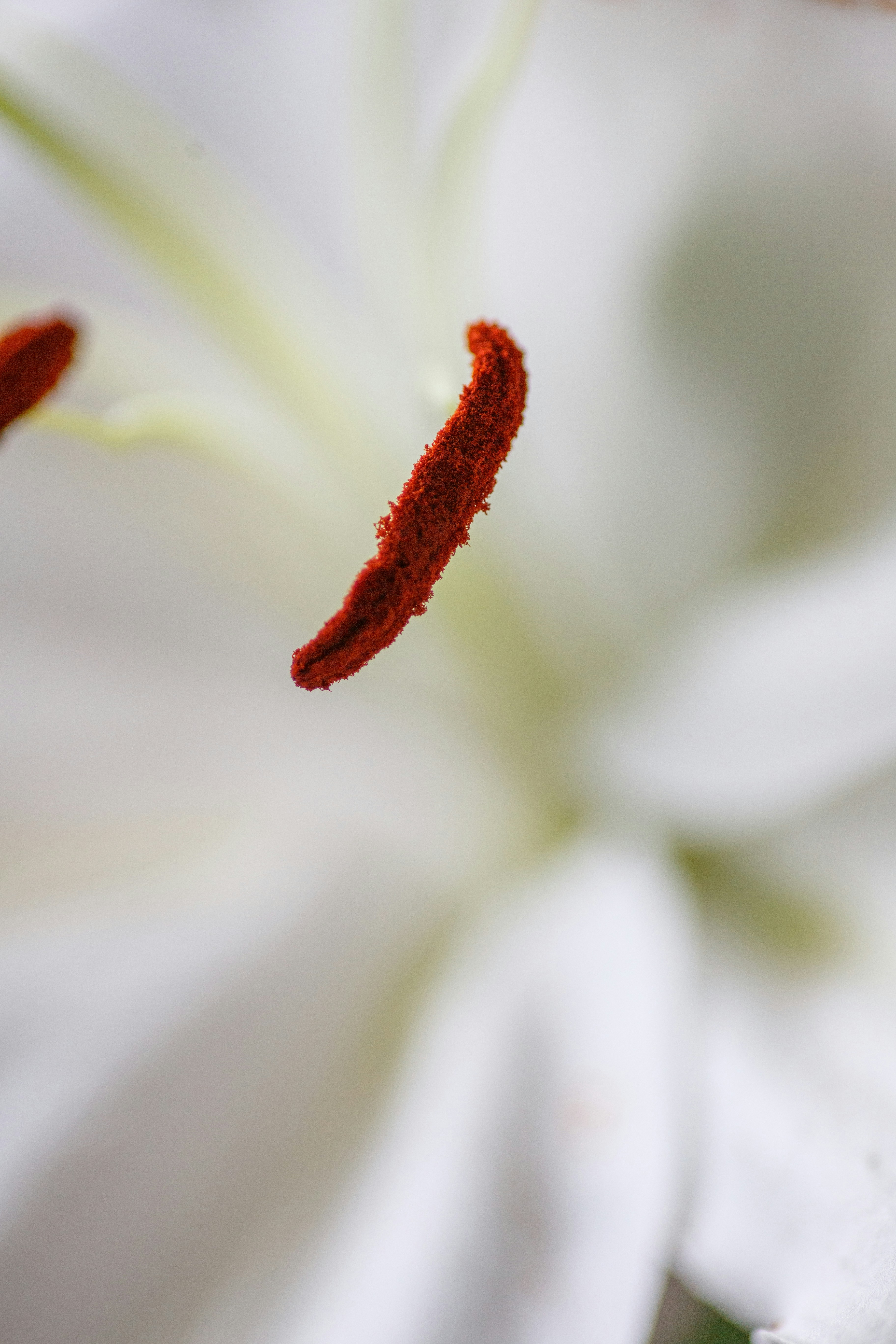 A close up of a white flower with red stamen