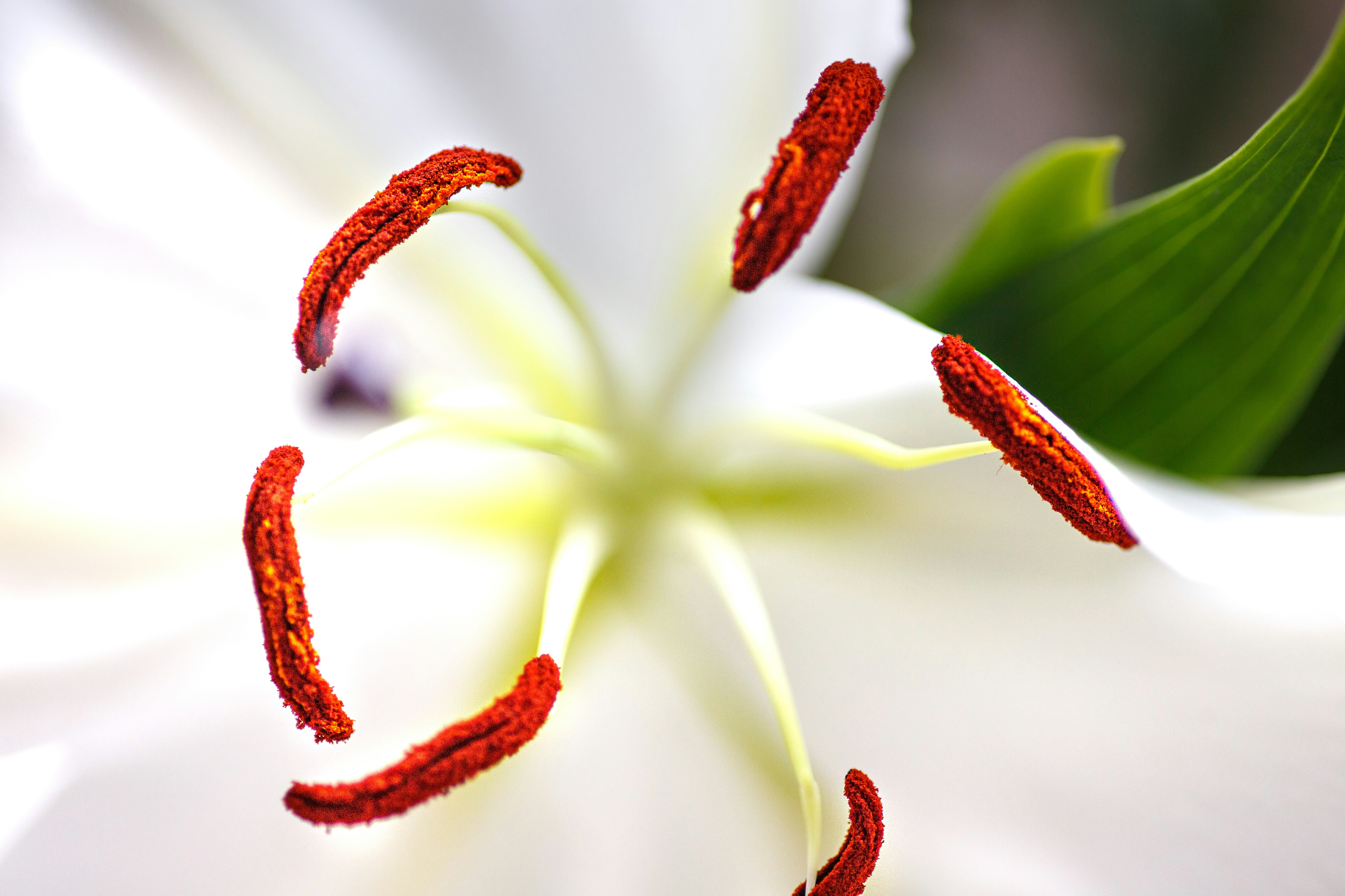 A close up of a white flower with red stamen