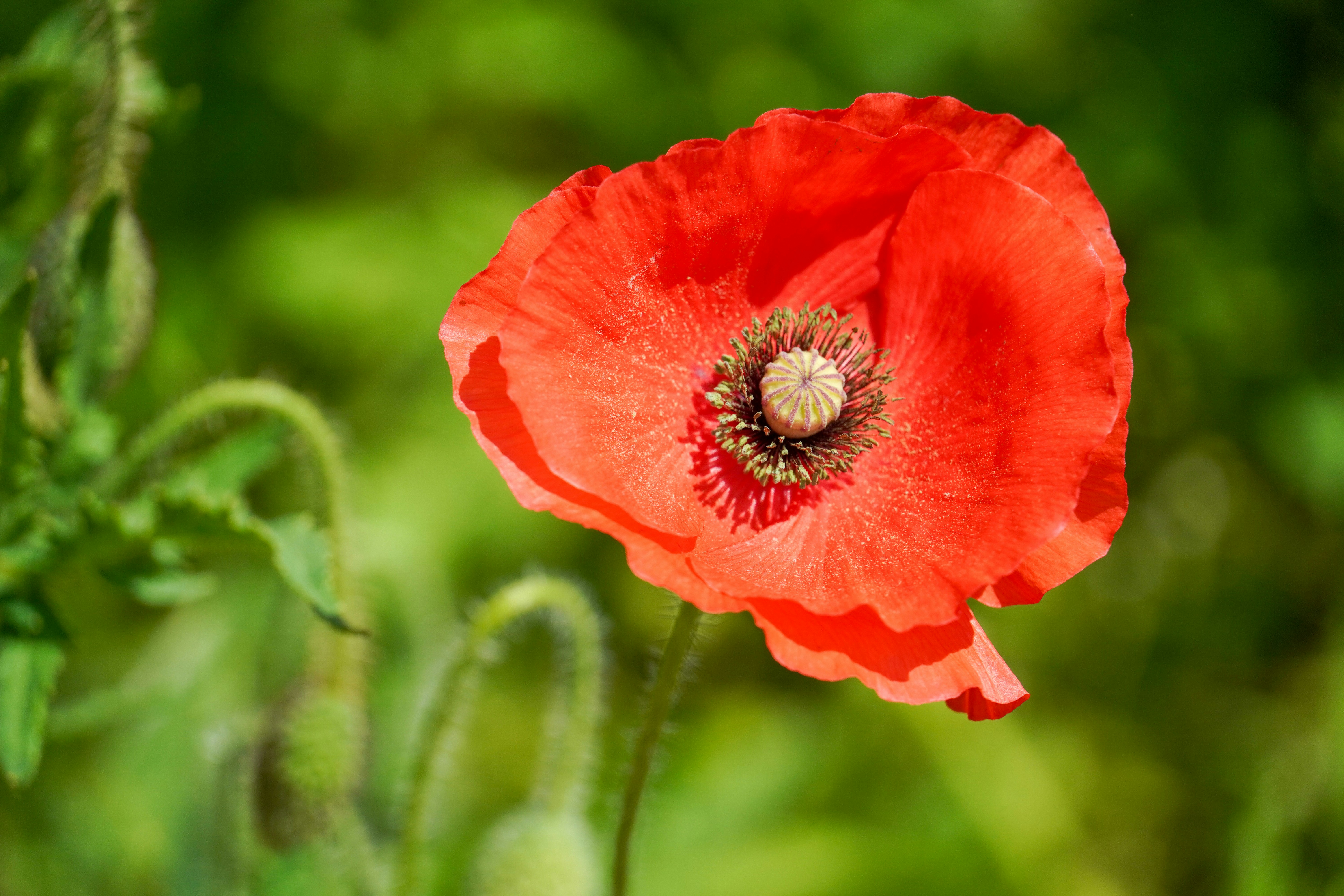 Photo by dsnphotography