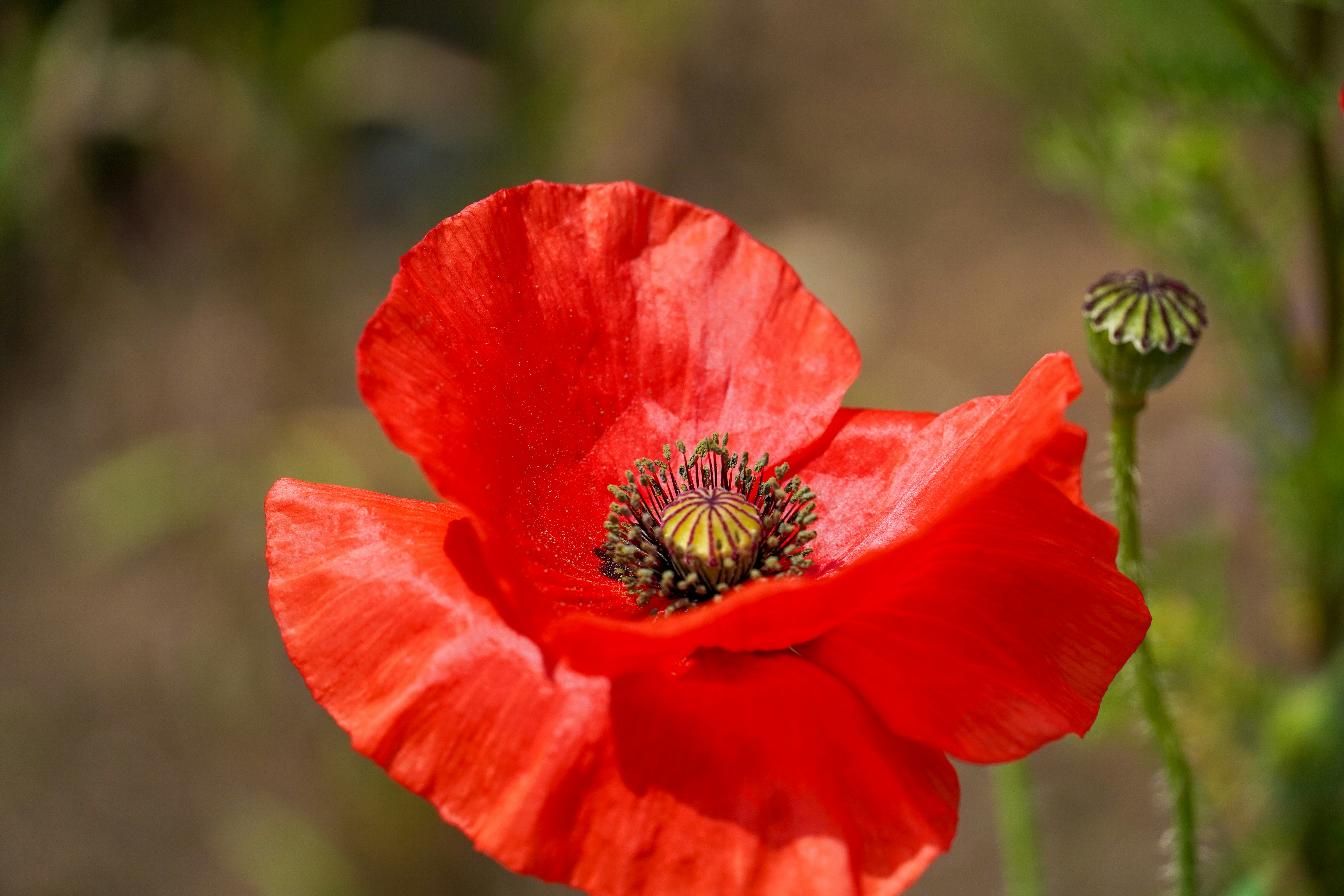 Photo by dsnphotography