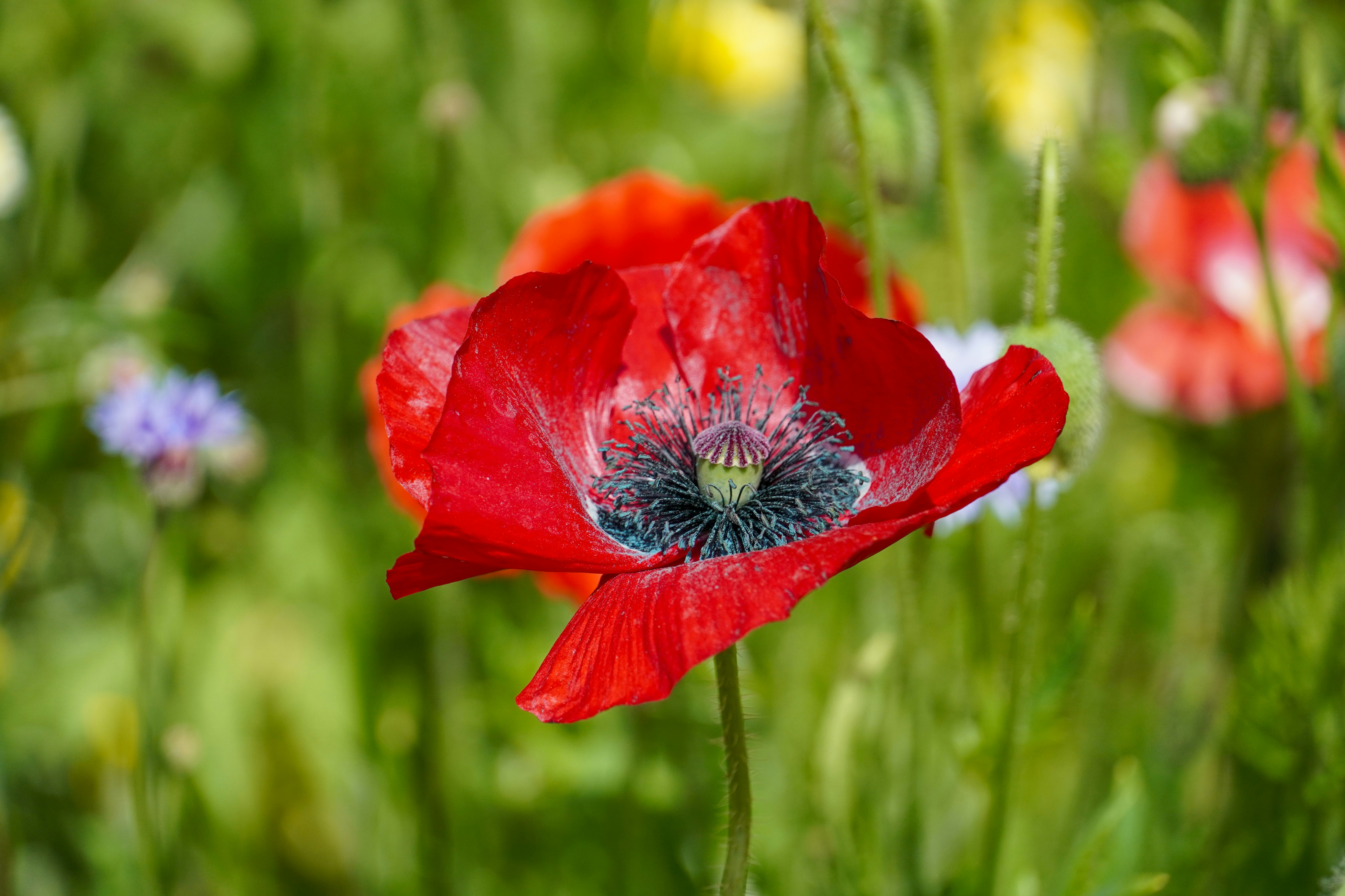 Photo by dsnphotography