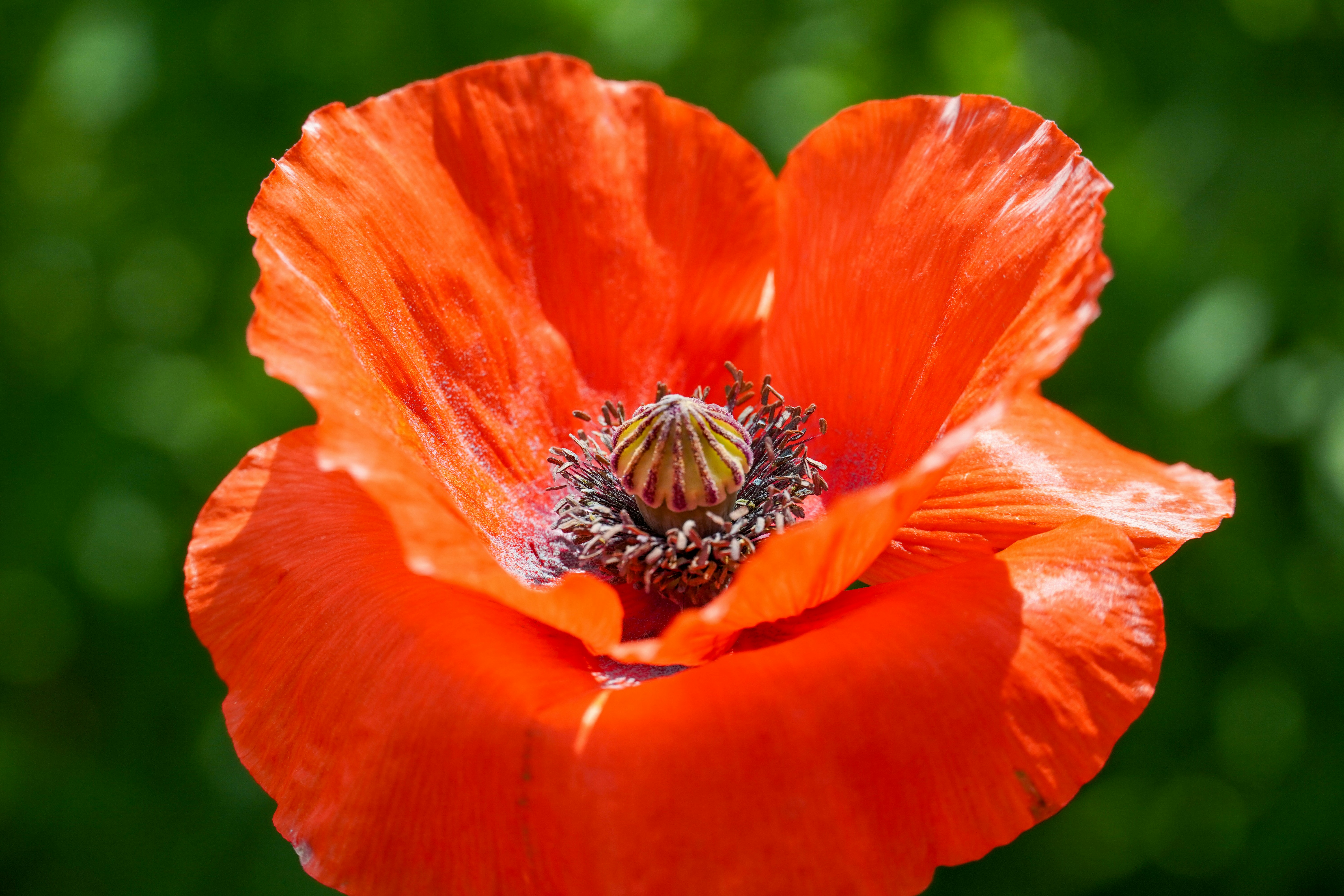 Photo by dsnphotography