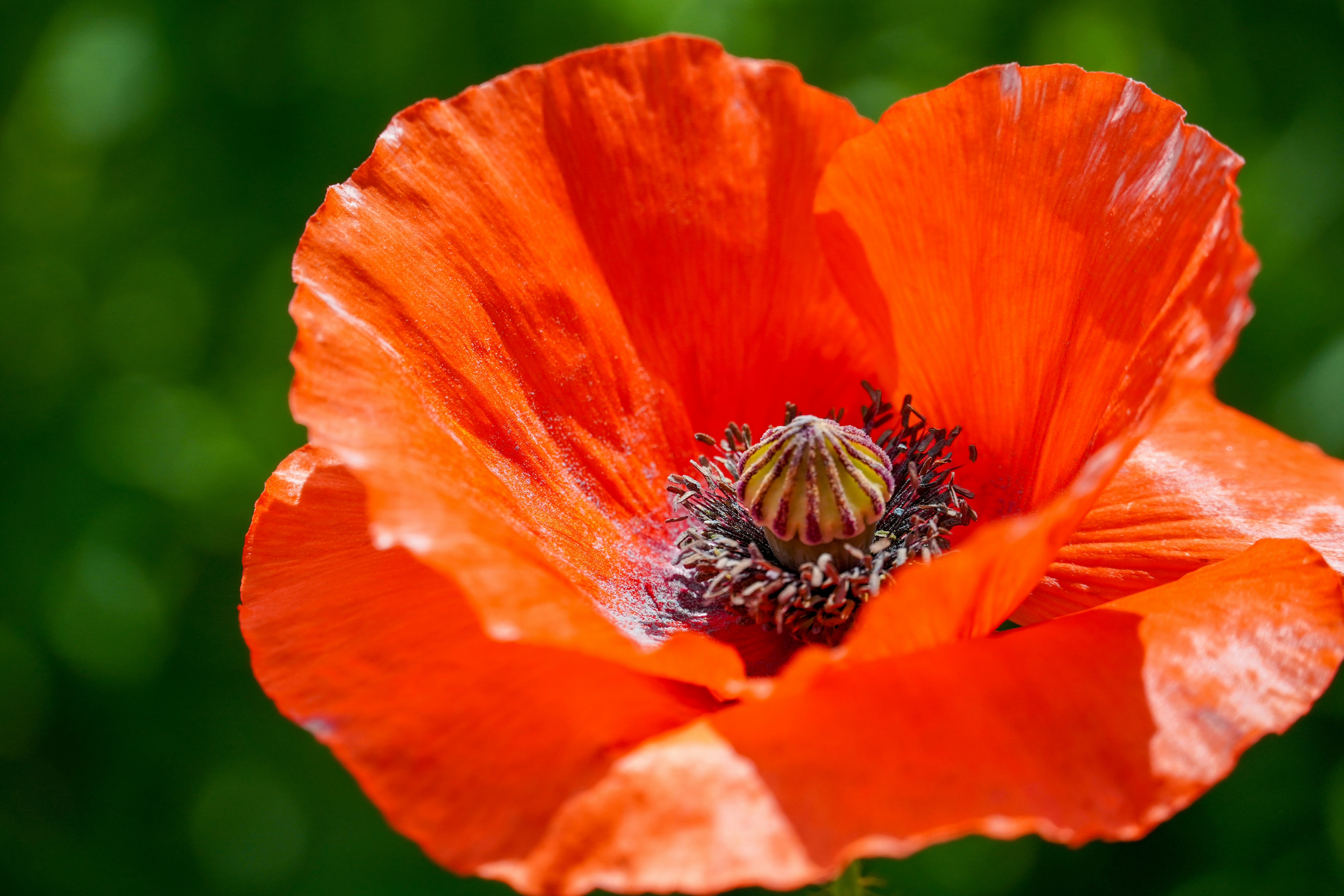 Photo by dsnphotography