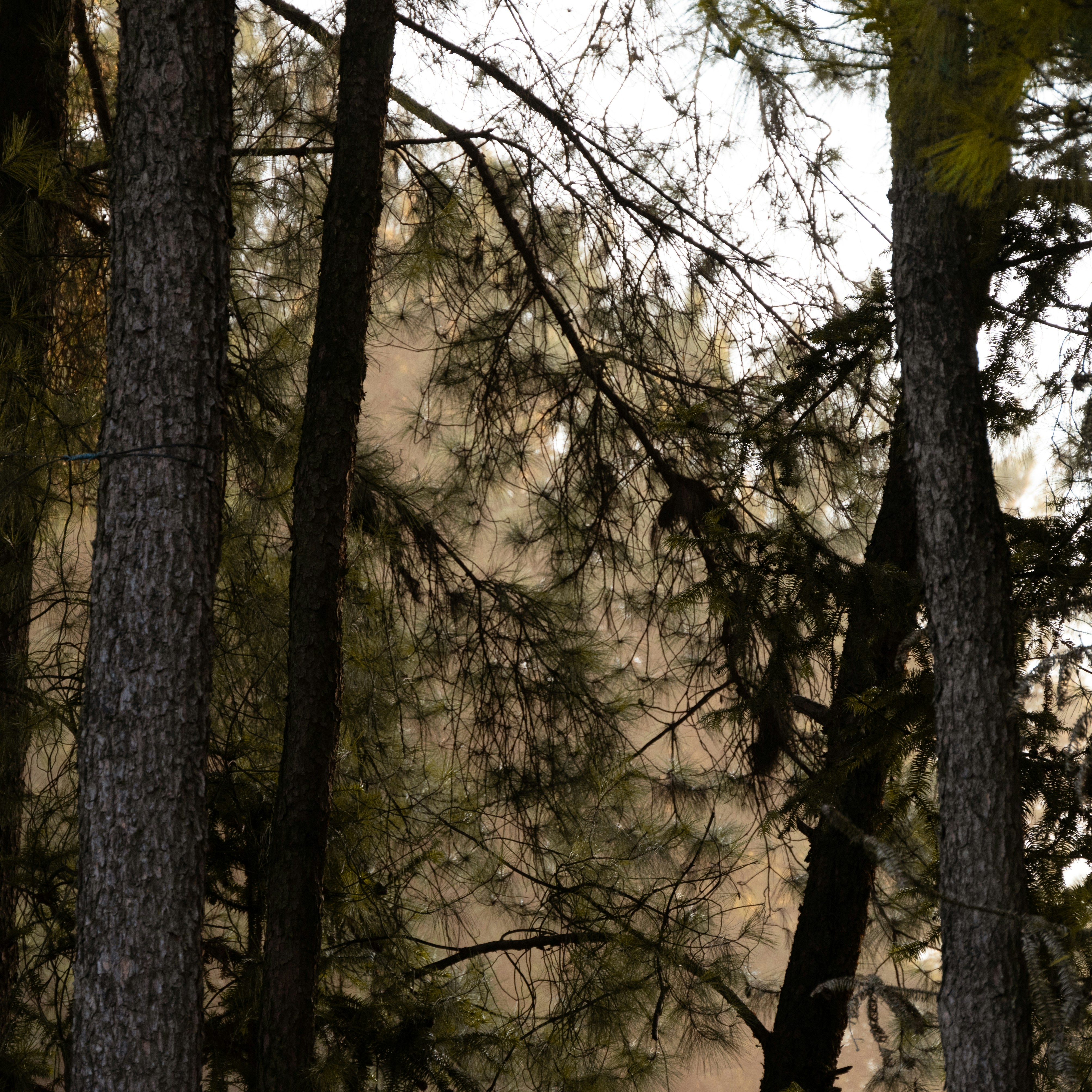 Photo by nikol_royce