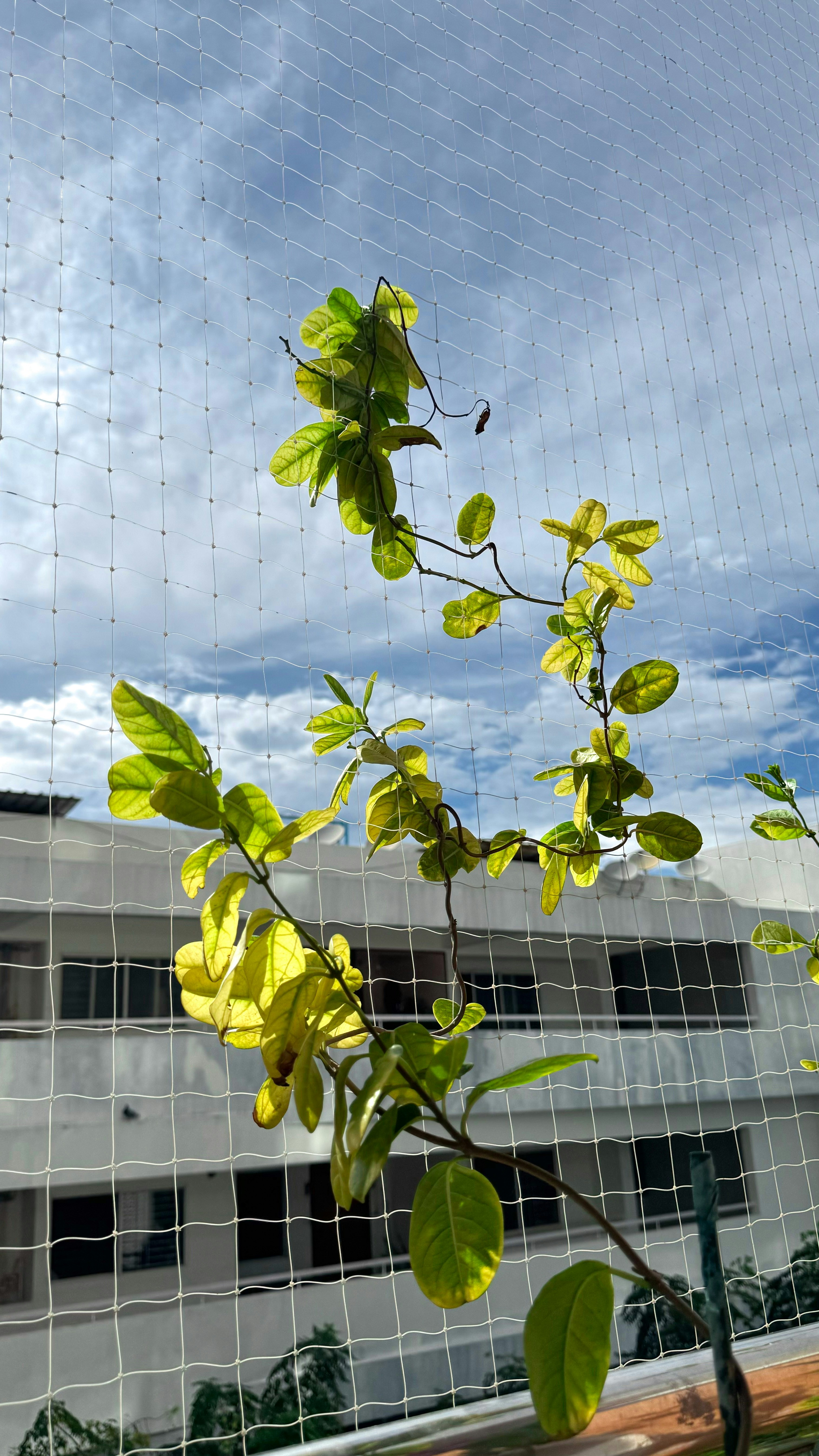 Leaf