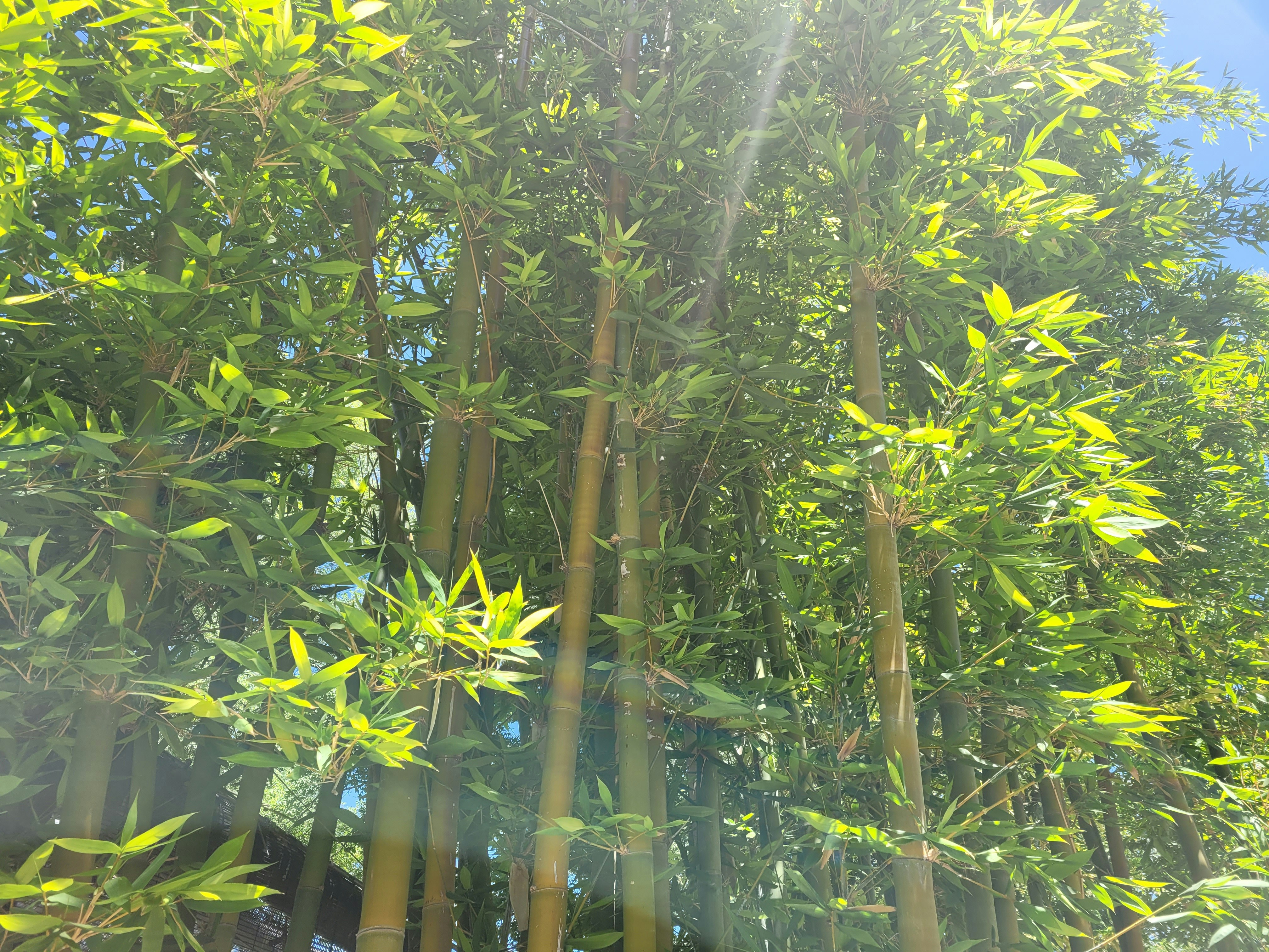 Image of the Pipiwai Trail bamboo forest with sunlight filtering through the tall stalks - road to hana stops