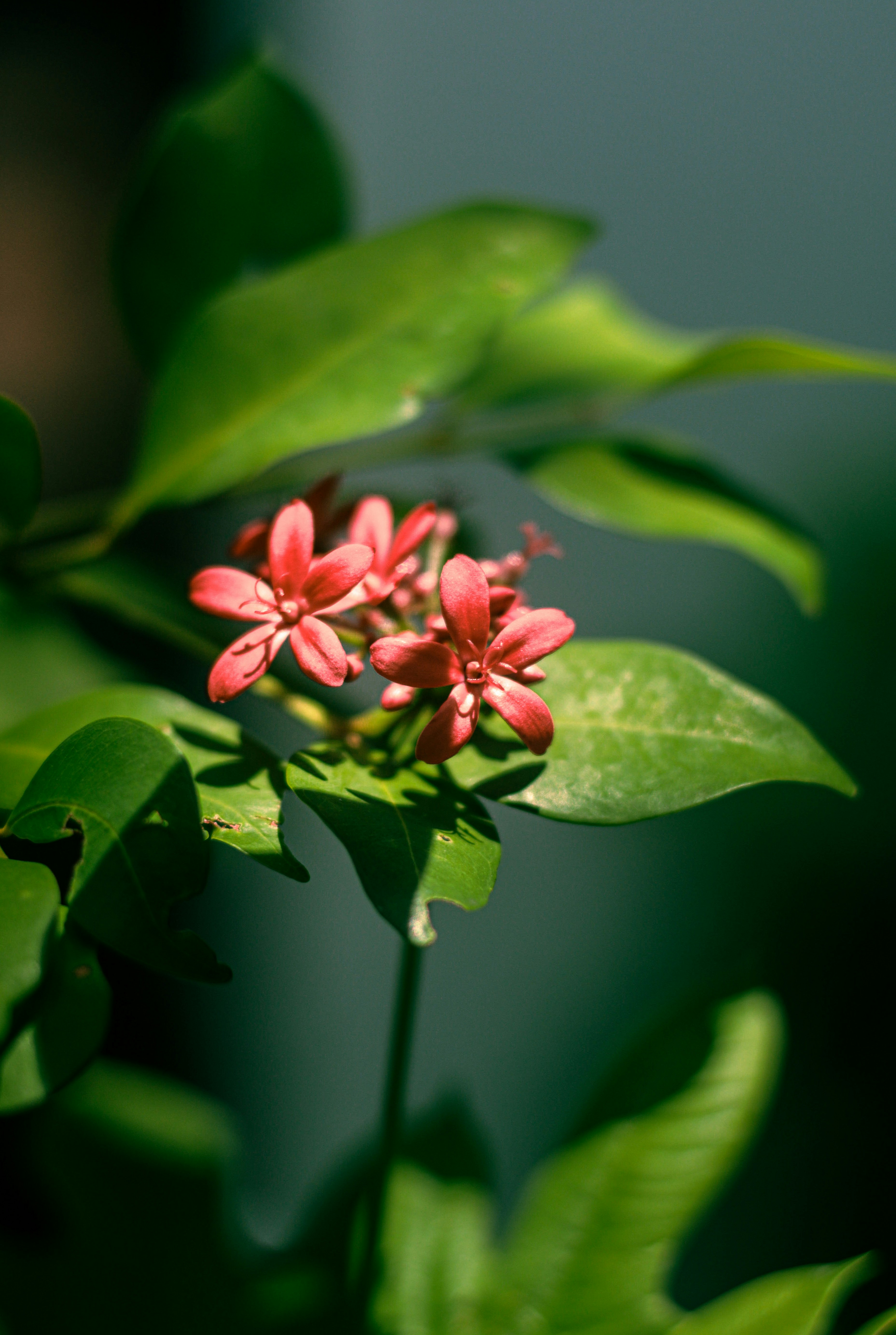 Photo by thomascleese