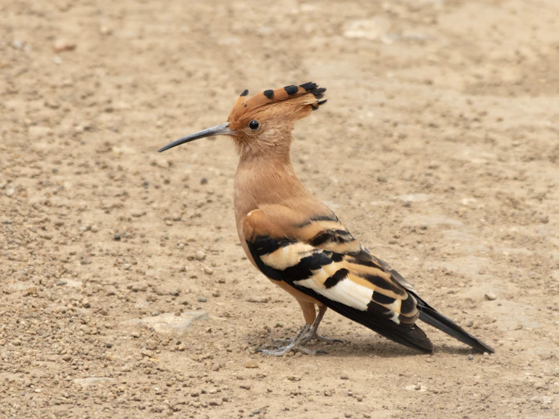 Eurasian Hoopoe (Upupa epops) in natural habitat