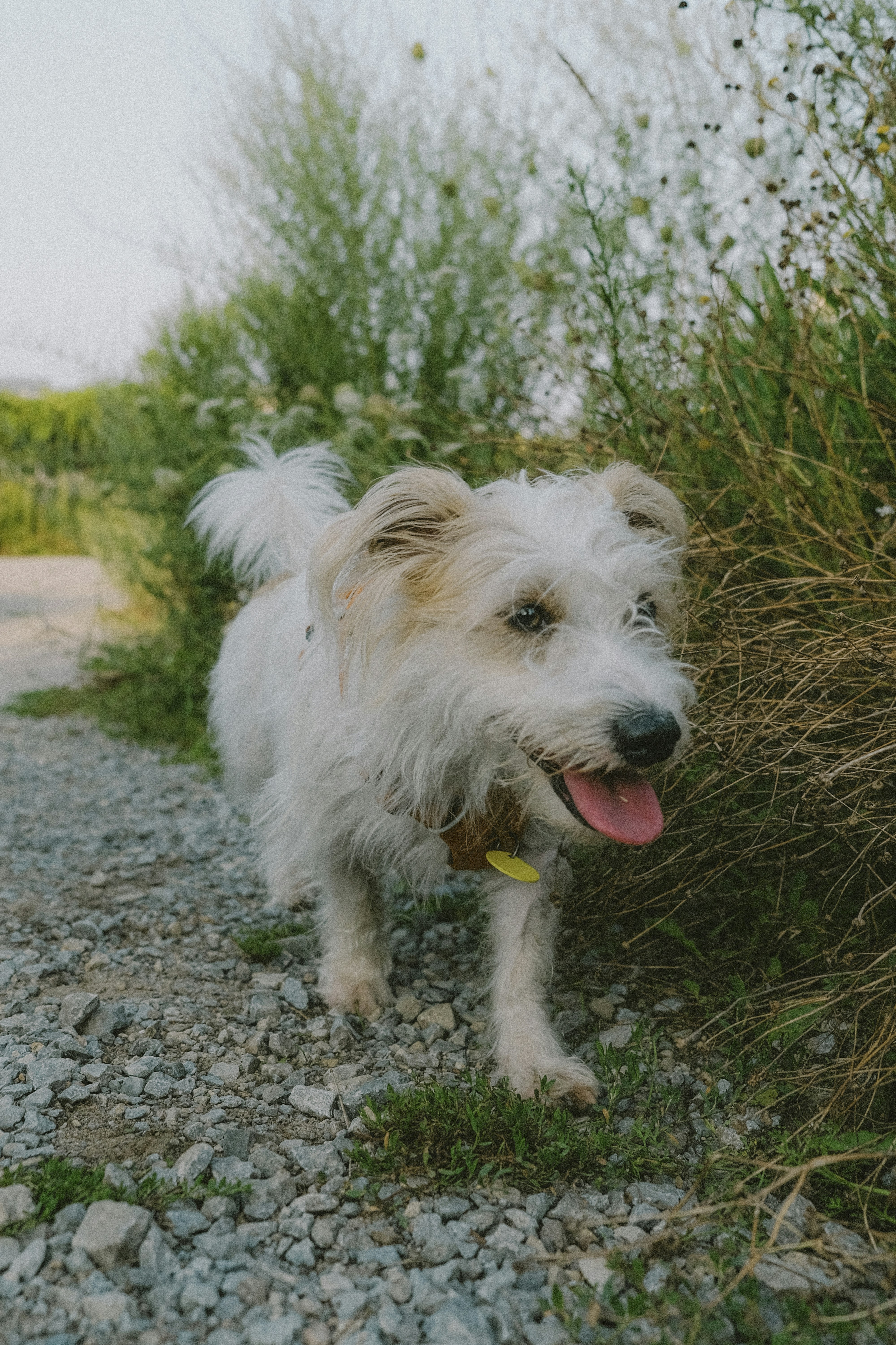 A white dog standing on top of a gravel road