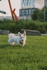 A small white dog running across a lush green field