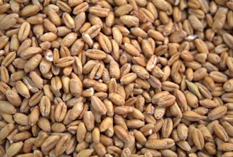 A close up of a bunch of grain