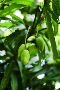 A bunch of green fruit hanging from a tree