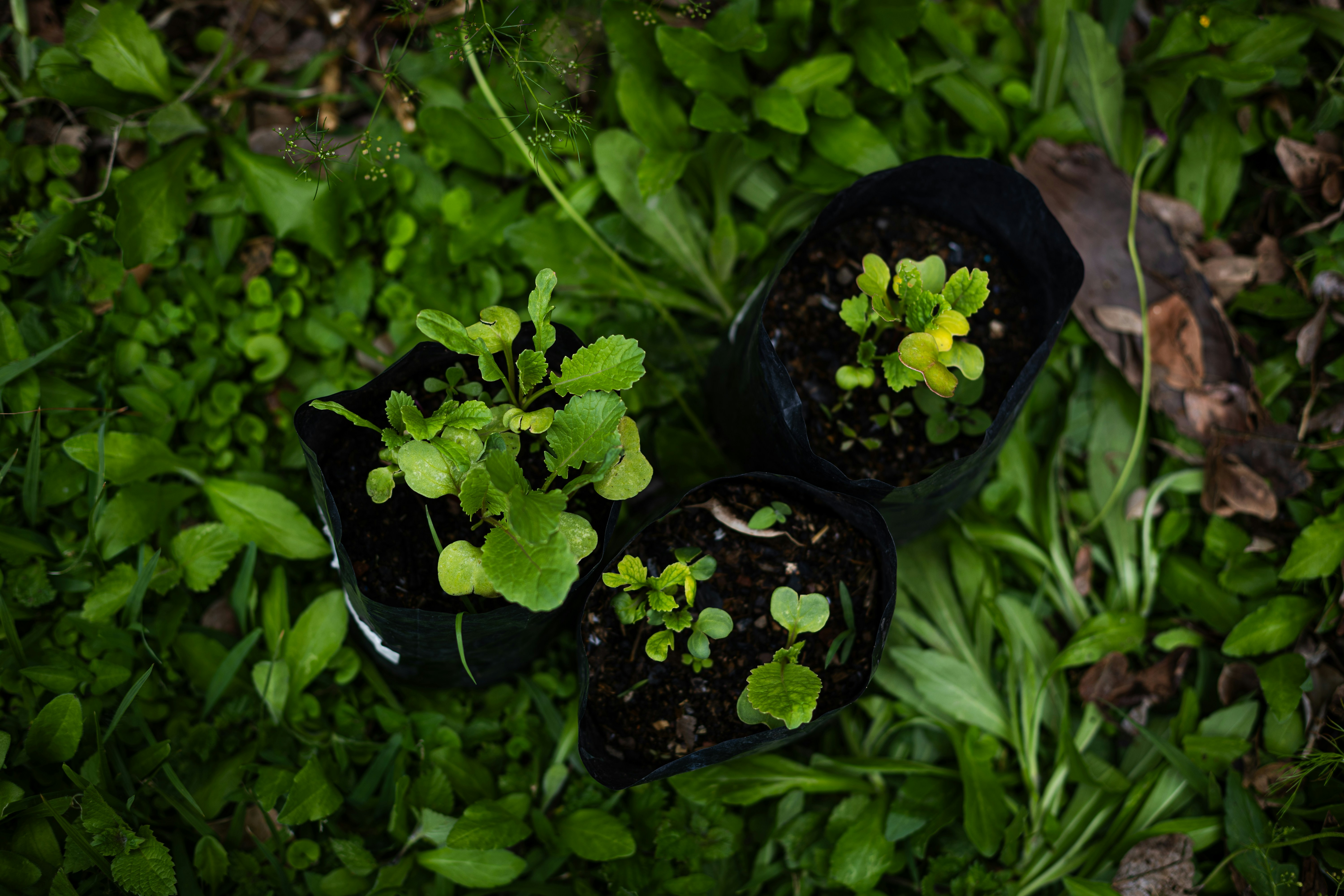 A variety of herbs planted together in a garden bed, showcasing different textures and colors in the leaves.