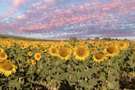 A large field of sunflowers under a cloudy sky